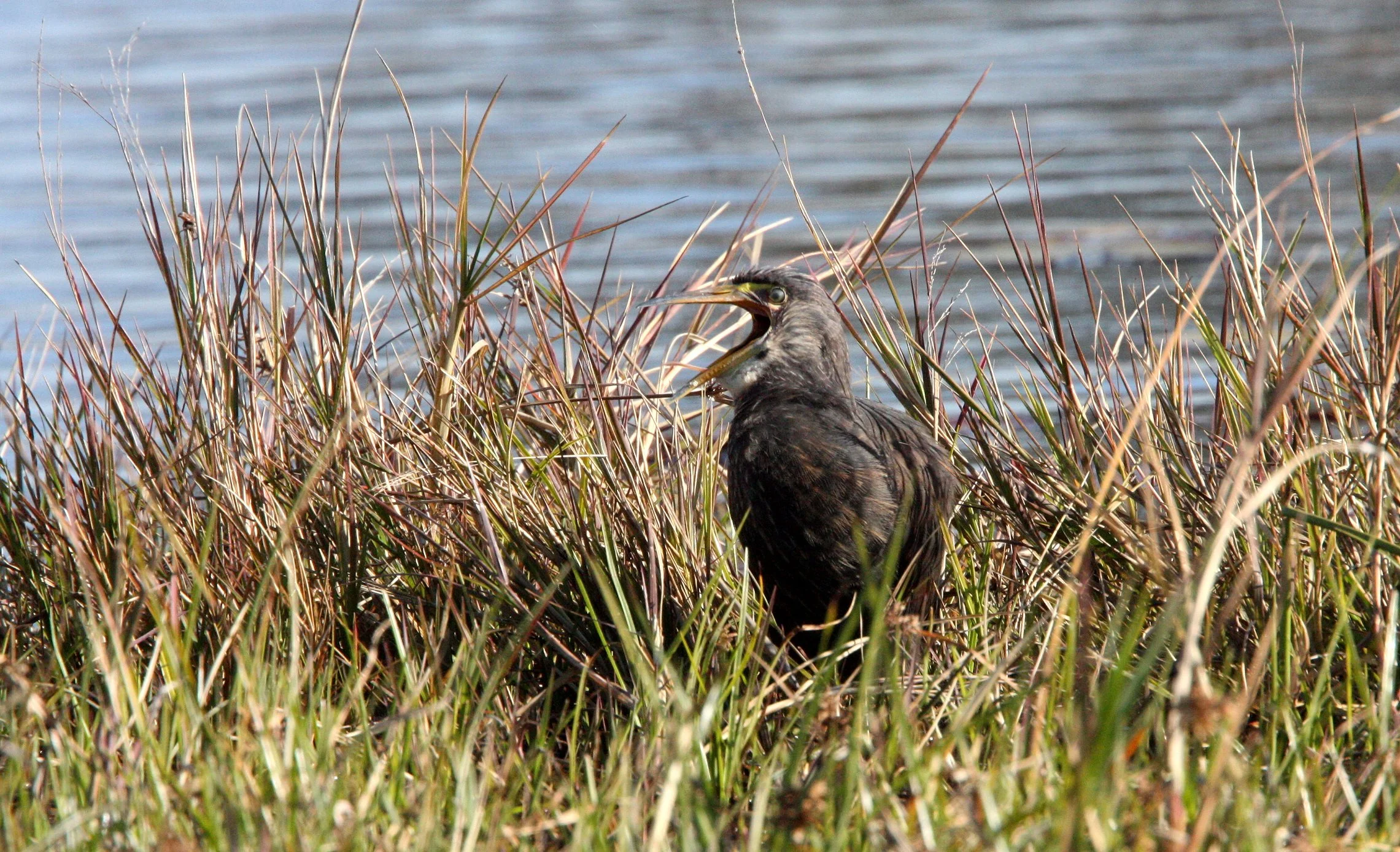 HERON - RUFOUS-BELLIED HERON - Ardeola rufiventris - KHWAI CAMP OKAVANGO BOTSWANA (7).JPG