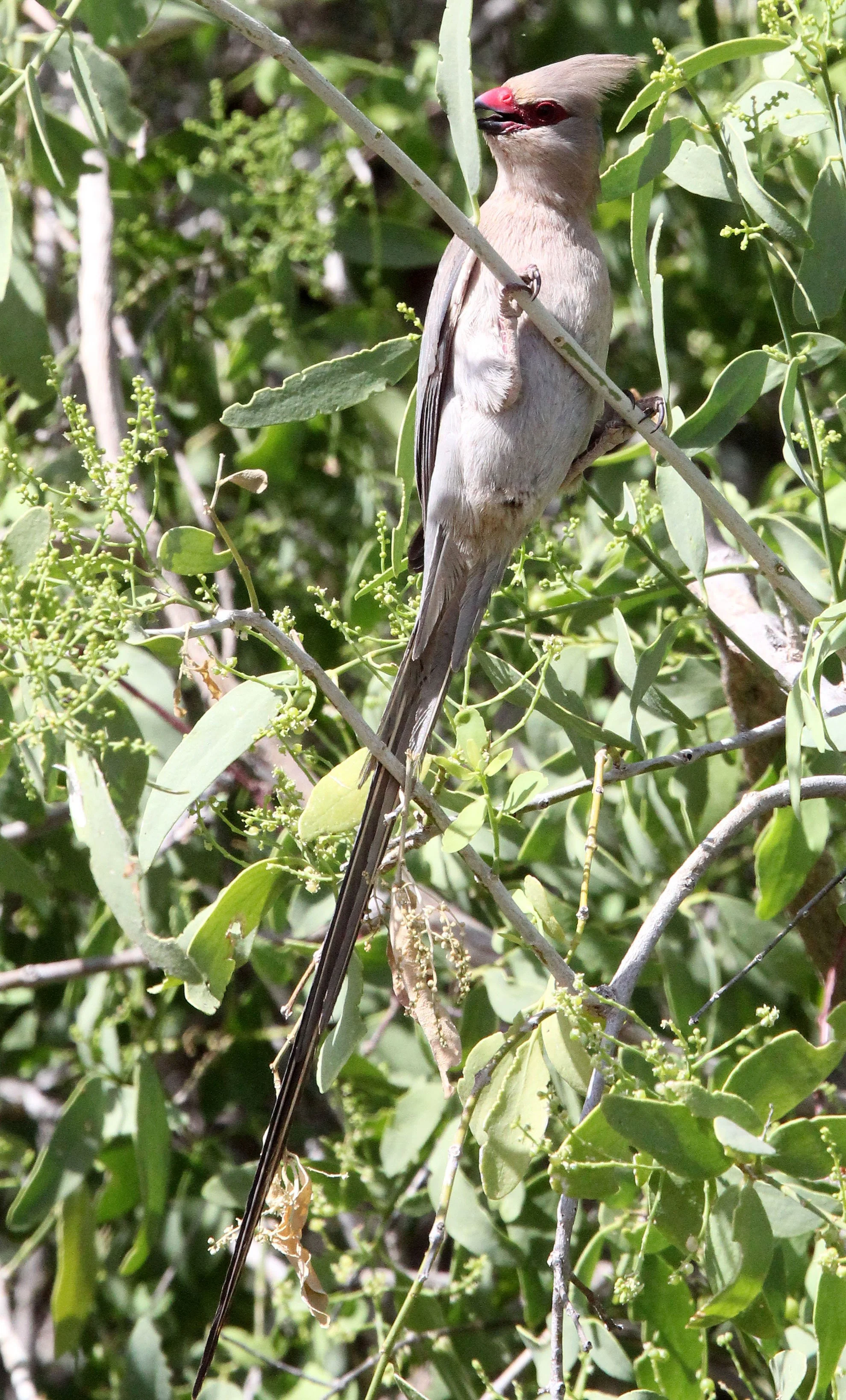 Red-faced Mousebird (Urocolius indicus) Samburu NP Kenya (5).JPG