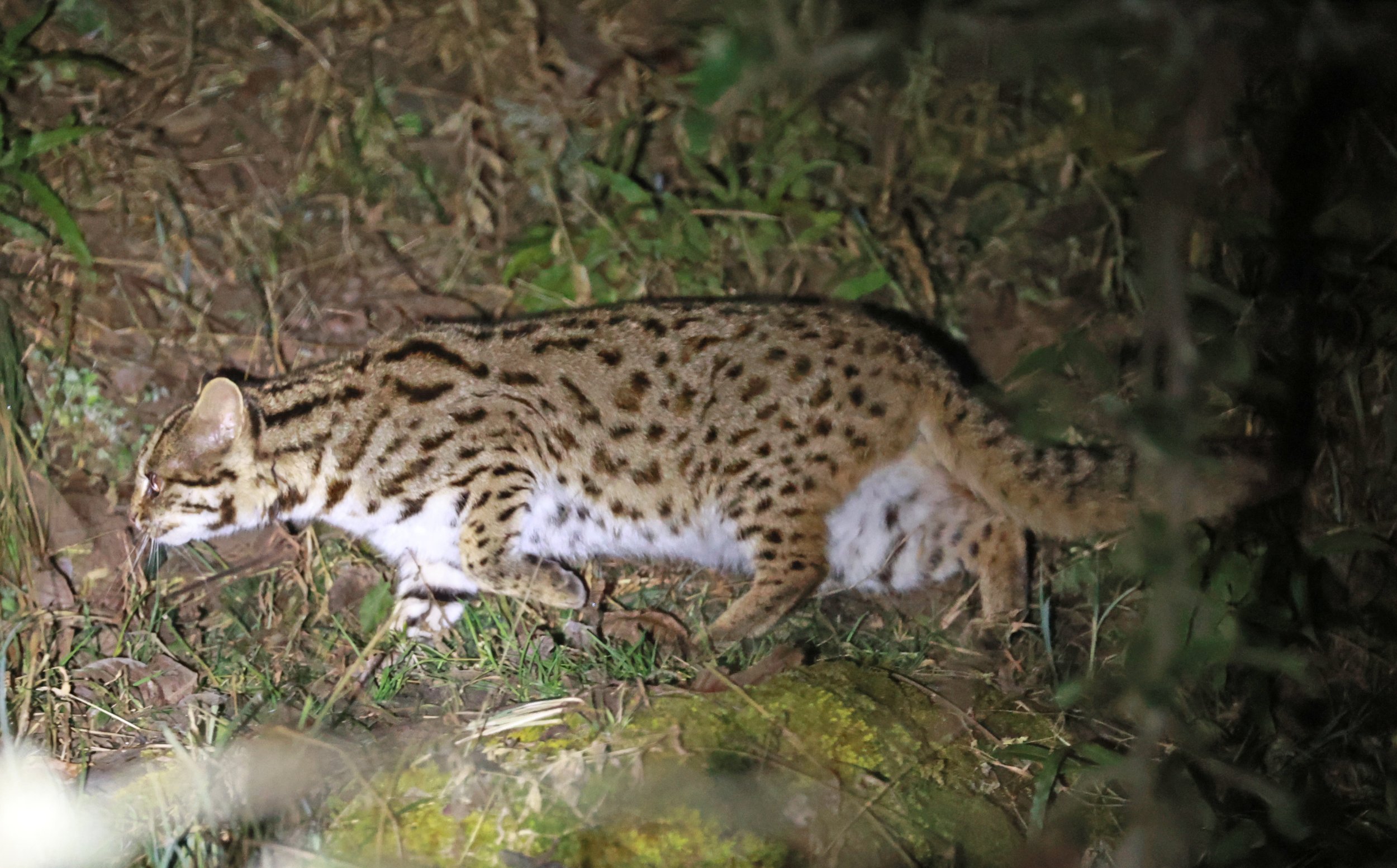 Mainland Leopard Cat (Prionailurus bengalensis) Tangjiahe National Nature Reserve, Sichuan China (44).jpg