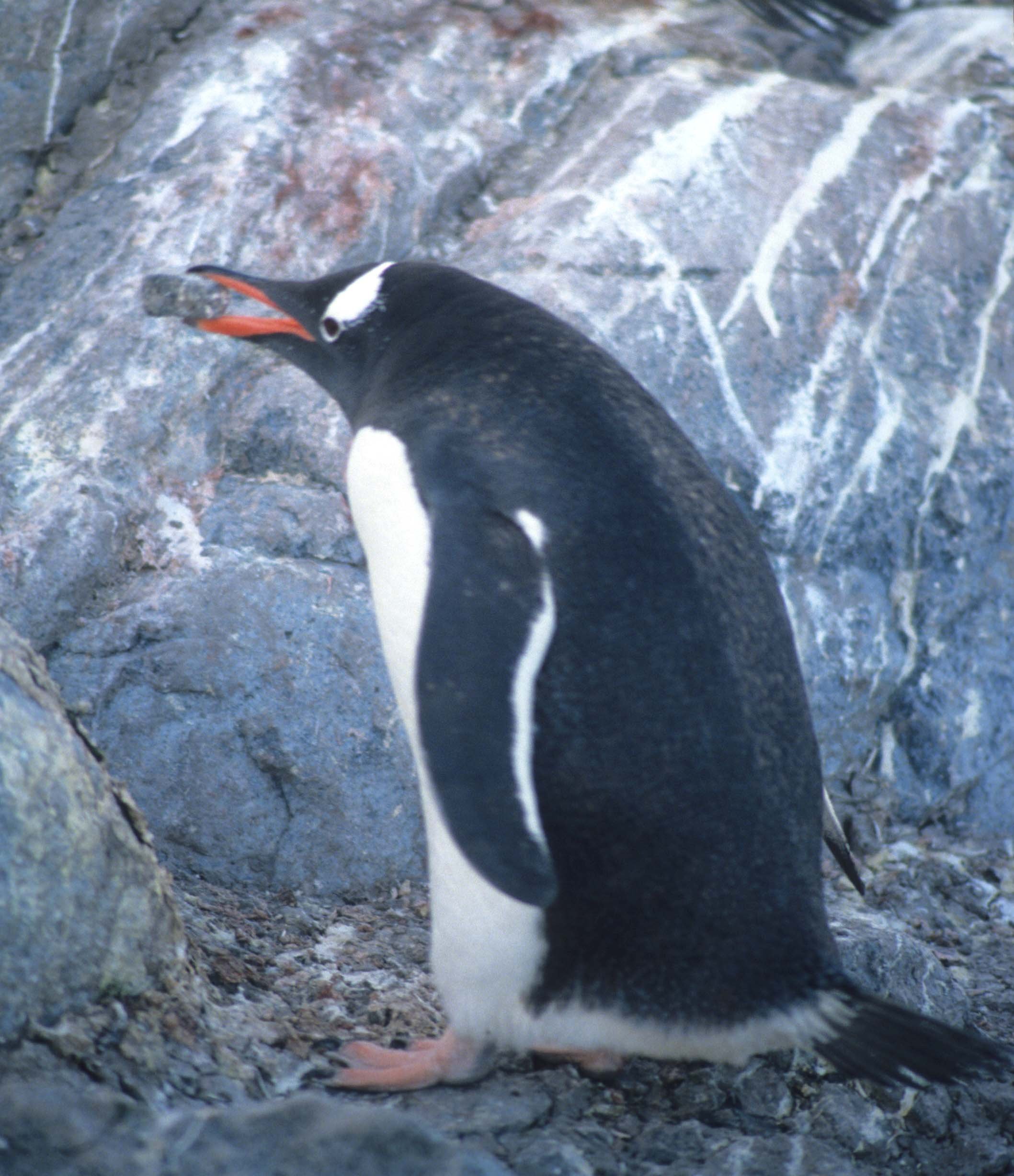 Gentoo Penguin (Pygoscelis papua) Danco Island Antarctic Peninsula (31).jpg