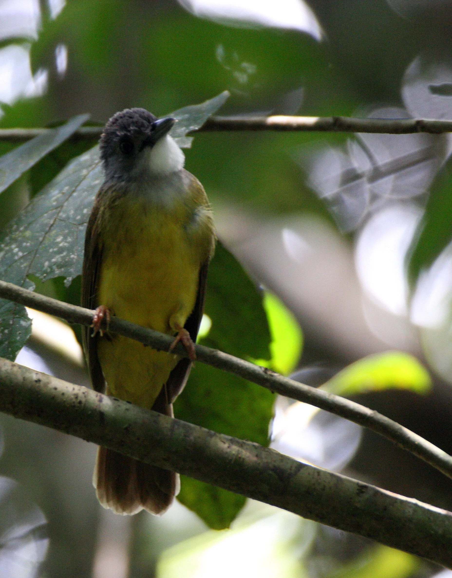 BULBUL - YELLOW-BELLIED BULBUL - Alophoixus phaeocephalus - KINABATANGAN RIVER BORNEO  (10).JPG