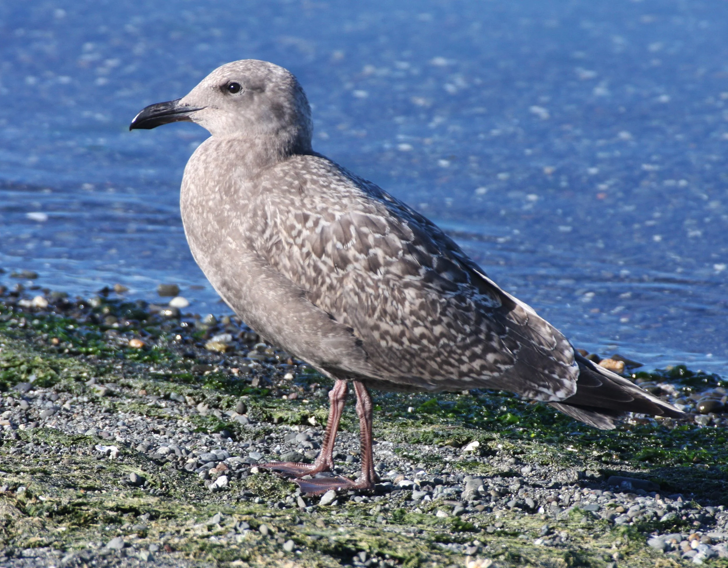 BIRD - GULL - WESTERN GULL - FIRST WINTER FORM - SEQUIM BAY WA (6).JPG