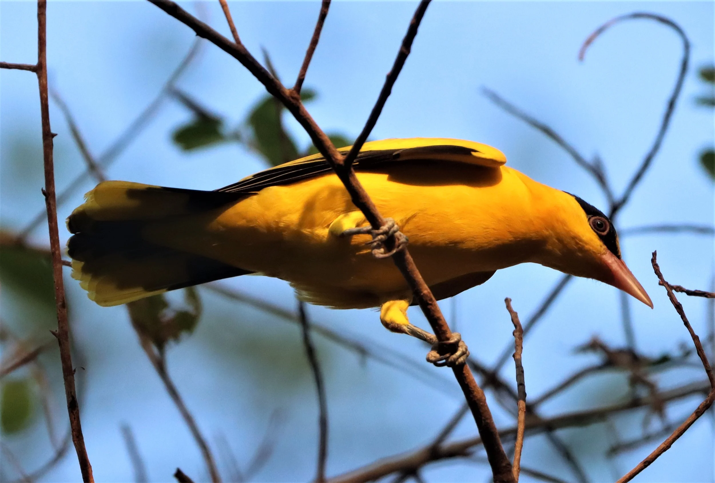 Black-napped Oriole (Oriolus chinensis) Rama 9 Park Bangkok (18).jpg