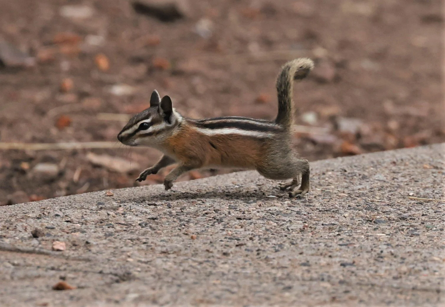 Neotamias Genus Neotamias Western Chipmunks — Coke Smith Wildlife