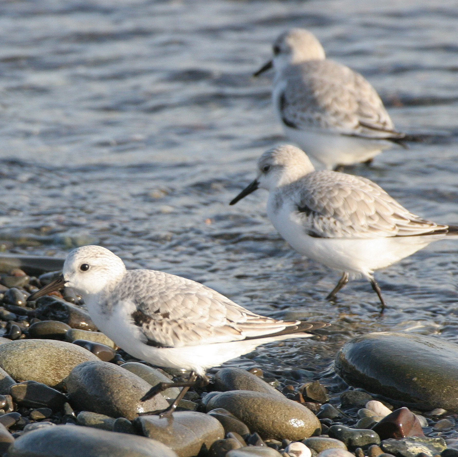BIRD - SANDERLINGS - EDIZ HOOK PA HARBOR (20).jpg