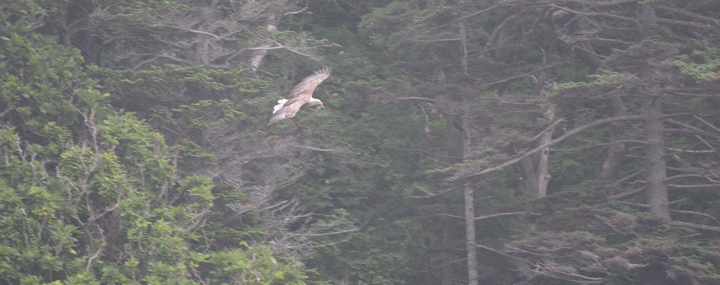 Haliaeetus albicilla - WHITE-TAILED SEA EAGLE - KURIL ISLANDS RUSSIA (23).jpg