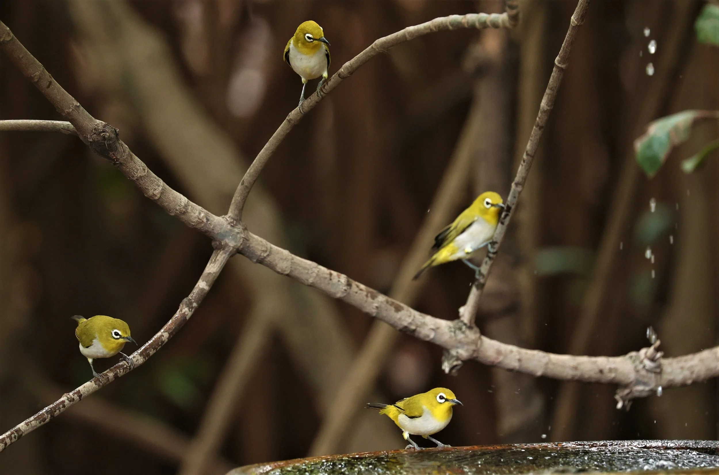Swinhoe's White-eye (Zosterops simplex) Bang Pu Recreational Park & Mangrove Forest (130).jpg