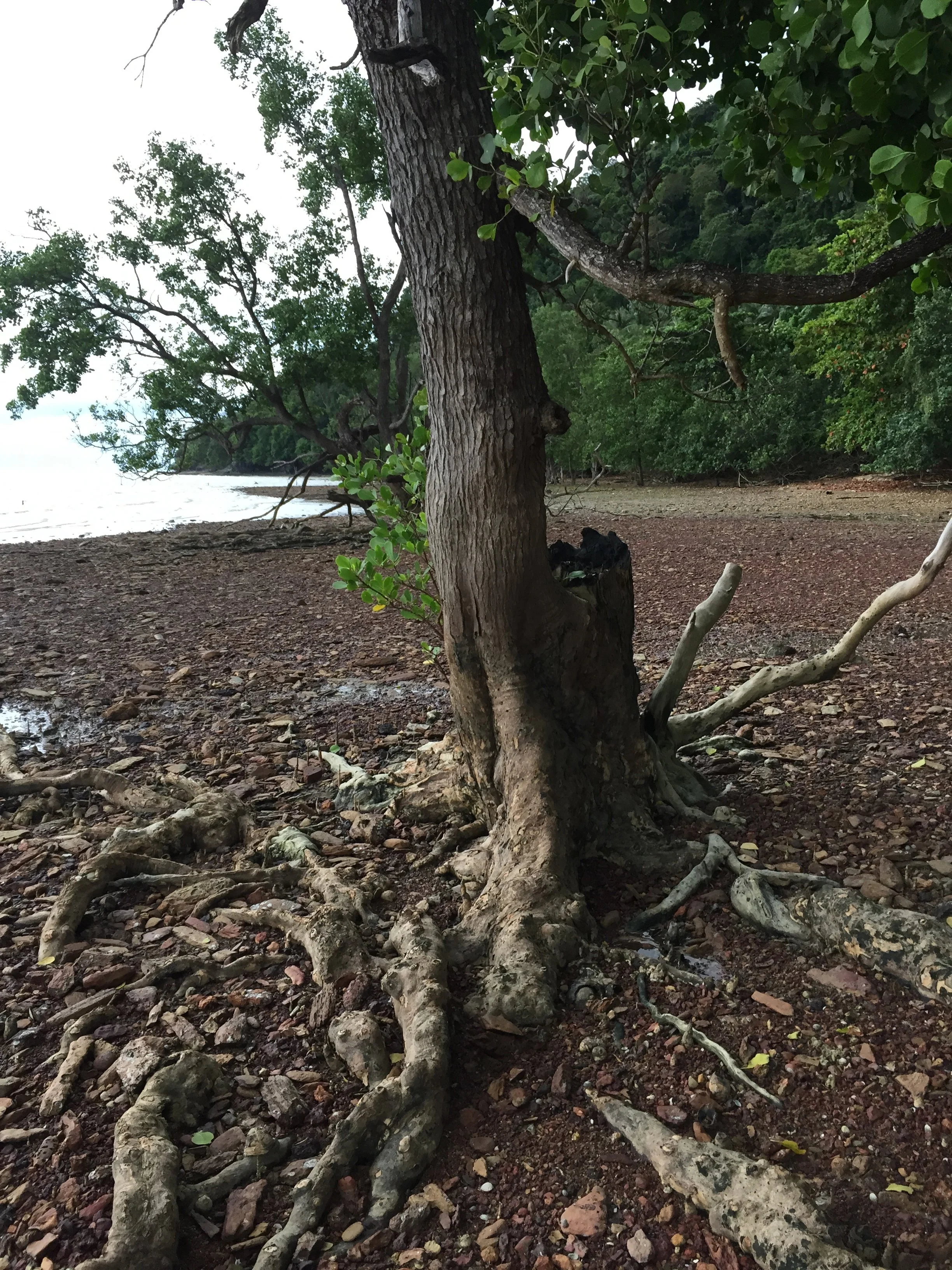 2015 Koh Lanta Garden & Nature (233).jpg