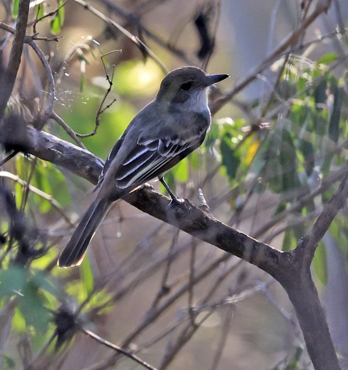 Brown-crested Flycatcher (Myiarchus tyrannulus) Agua Dulce Paraguay (4).jpg