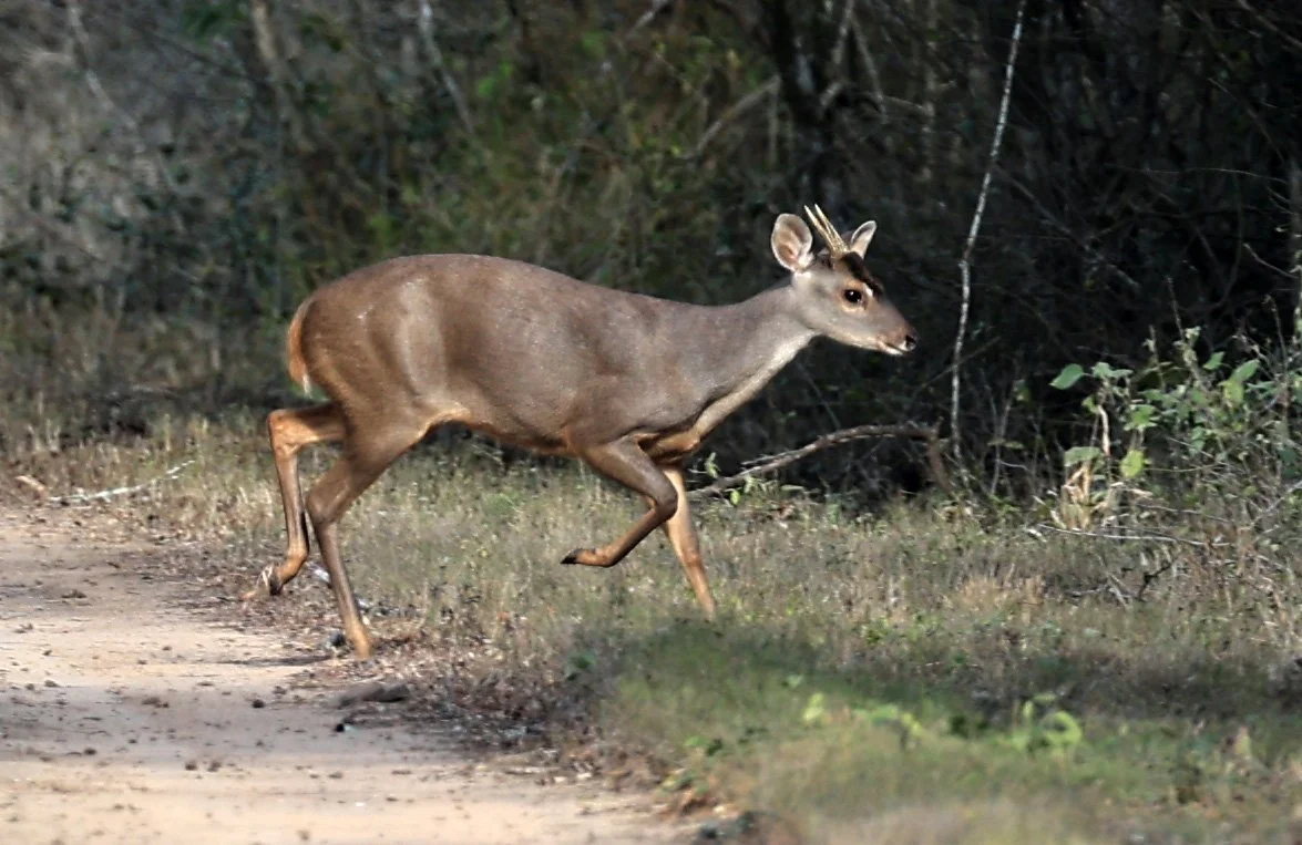 Southern Brown Brocket (Subulo gouazoubira) Selva Serena Natural Reserve 
