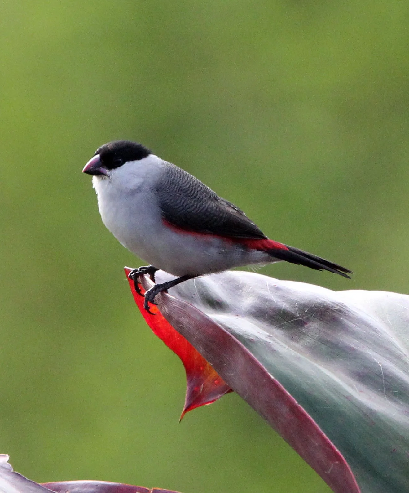 Black-crowned Waxbill (Estrilda nonnula) Ruhengeri Rwanda