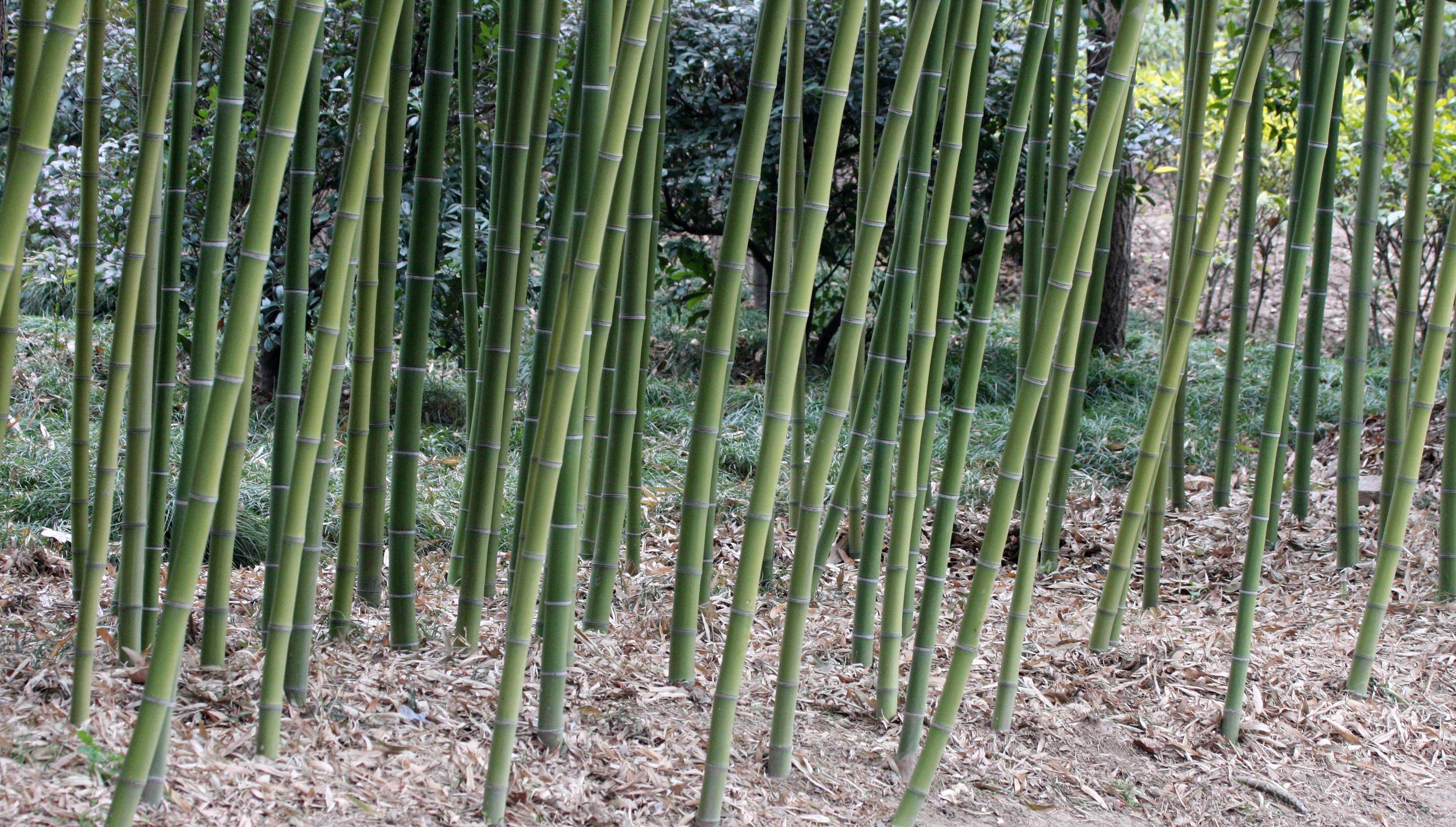 2011-3-4 PARK NEAR JINQIAO SHANGHAI (3).JPG