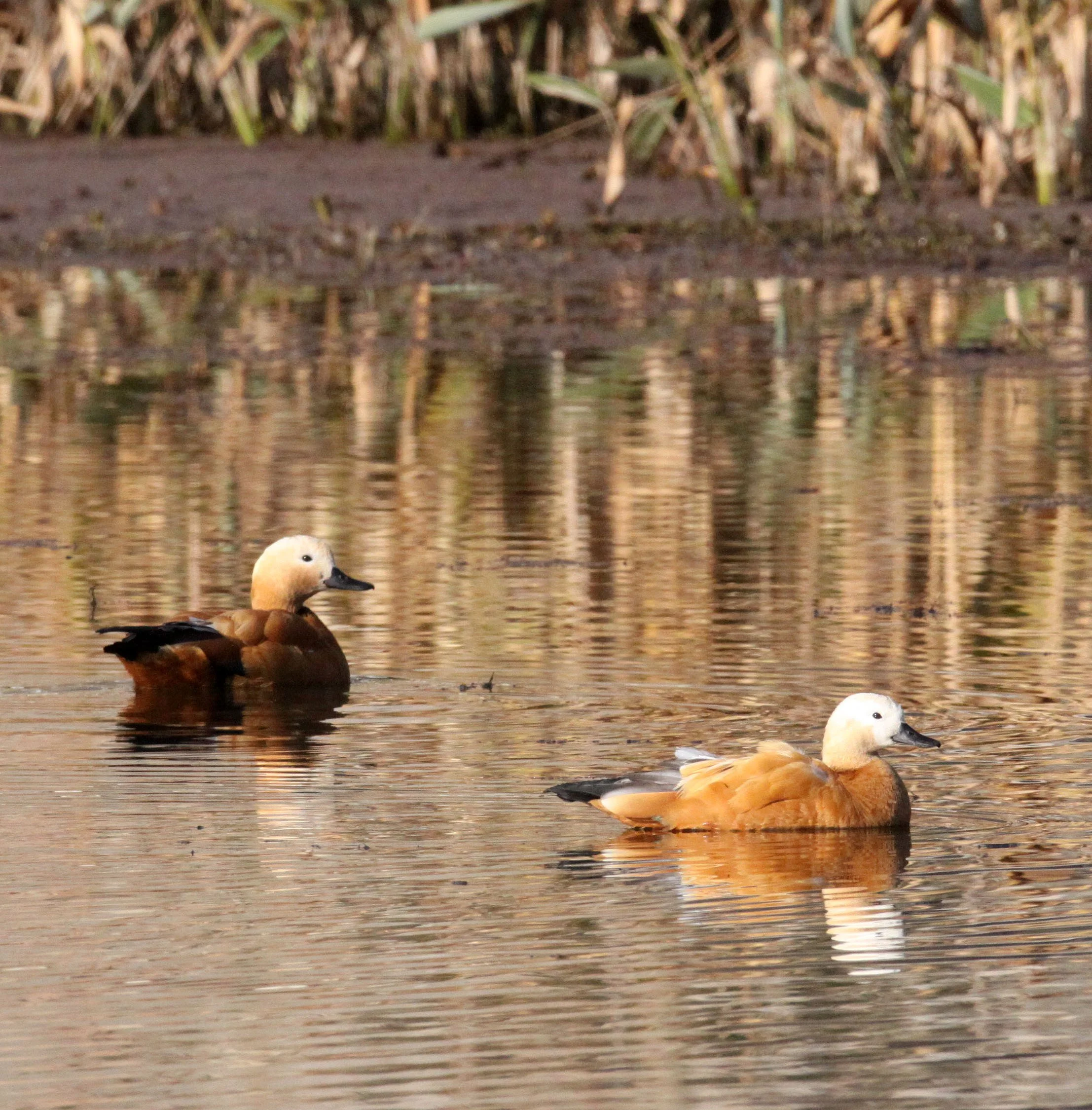 SHELDUCK - RUDDY SHELDUCK  - Tadorna ferruginea - WETLANDS NEAR ERHAI LAKE DALI YUNNAN CHINA (18).JPG