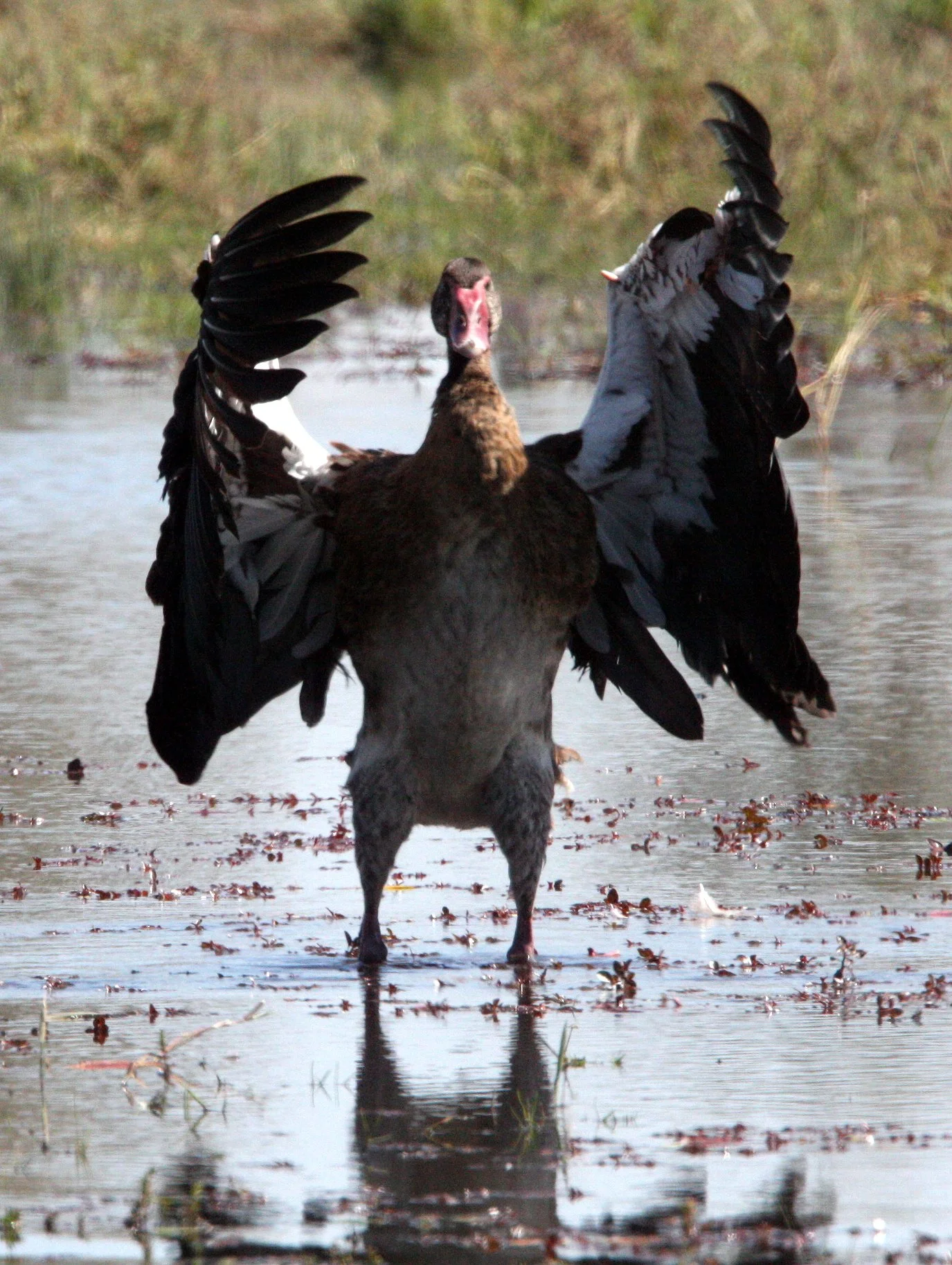 GOOSE - SPUR-WINGED GOOSE - Plectropterus gambensis - KHWAI CAMP OKAVANGO BOTSWANA (45).JPG
