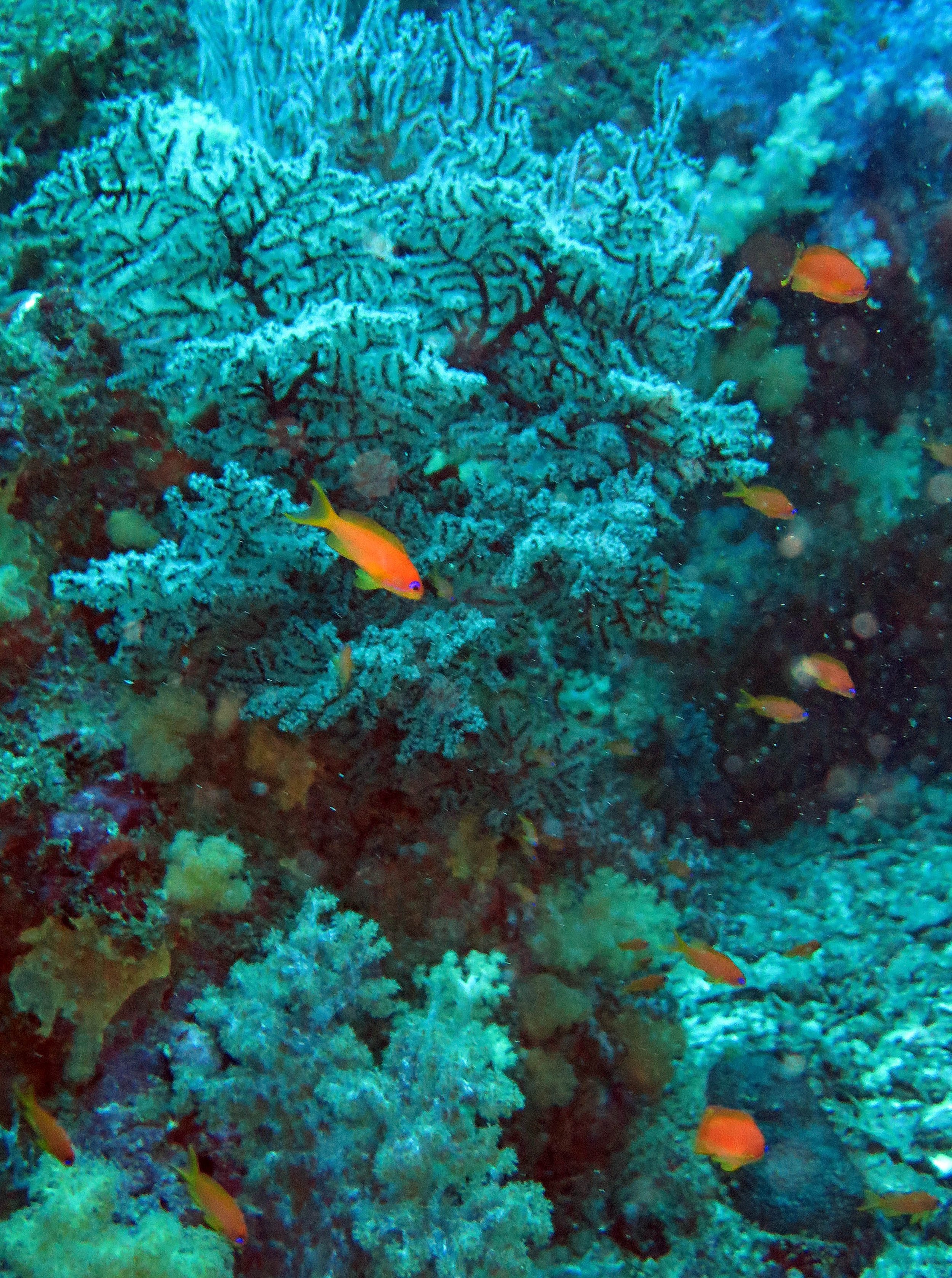 Serranidae - Sea Goldie (Pseudanthias squamipinnis) - Similan Islands, Thailand (2).JPG