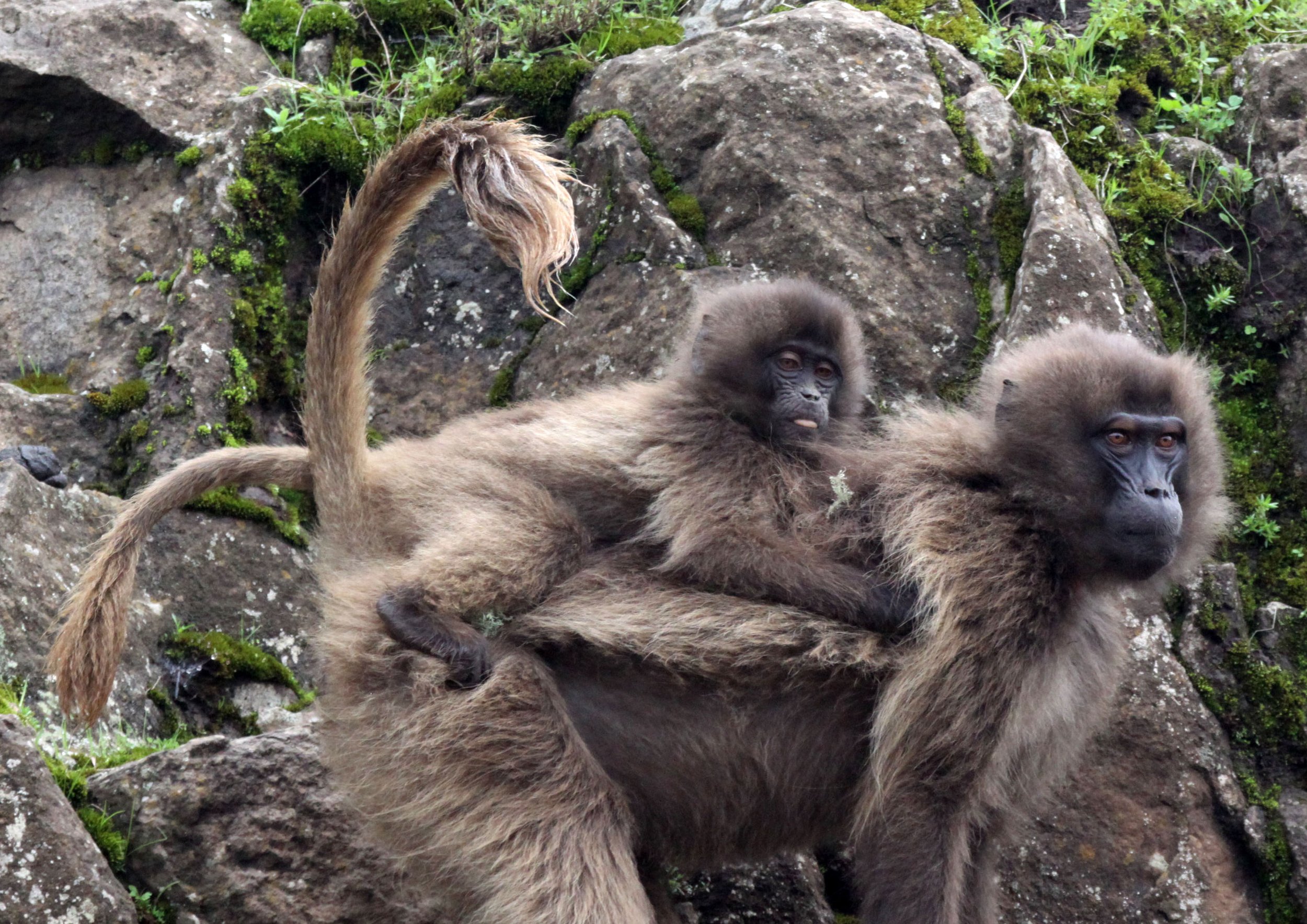 CERCOPITHECIDAE - Theropithecus gelada - GELADA - SIMIEN MOUNTAINS NATIONAL PARK ETHIOPIA (1387).JPG