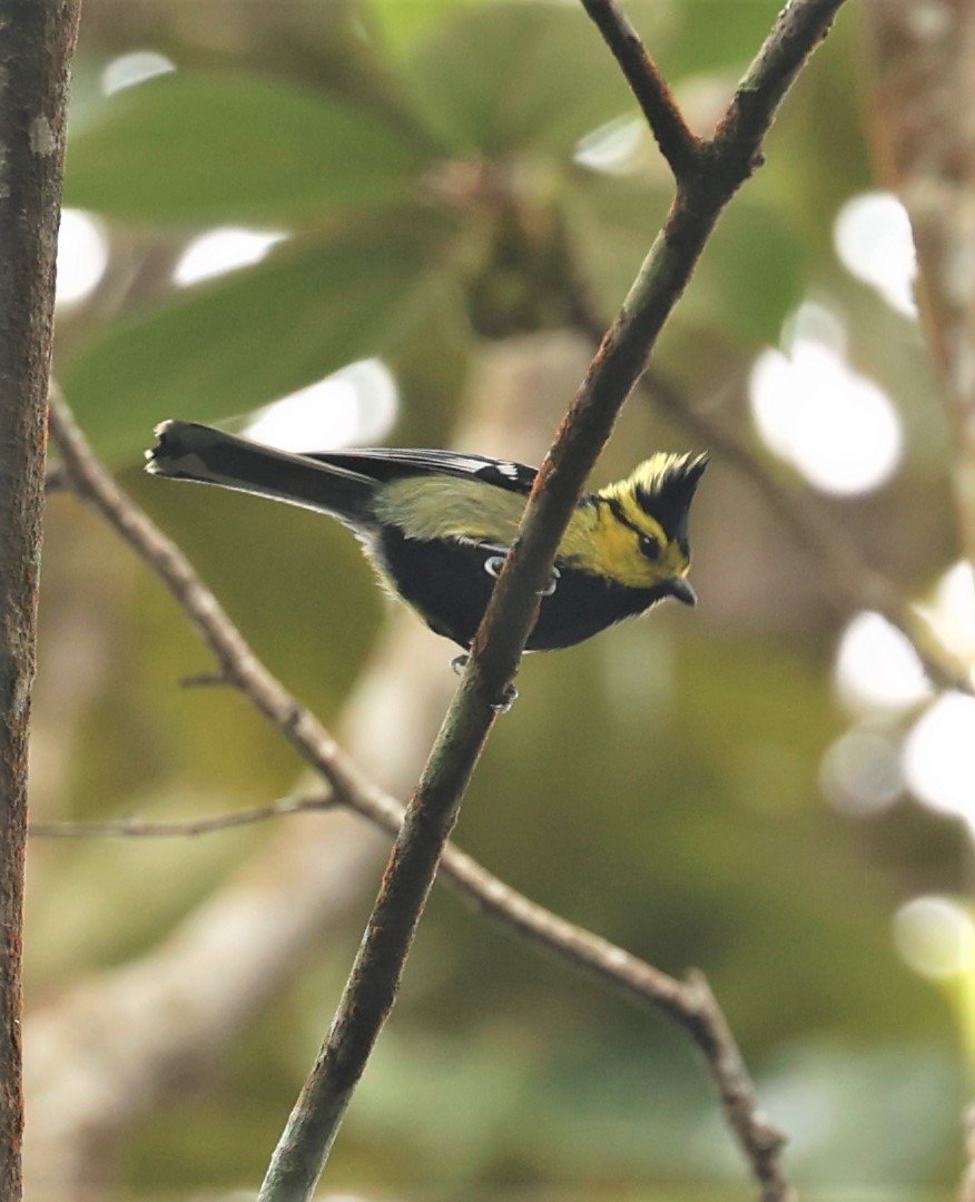 Yellow-cheeked Tit (Machlolophus spilonotus) Doi Inthanon NP, Thailand (4).jpg
