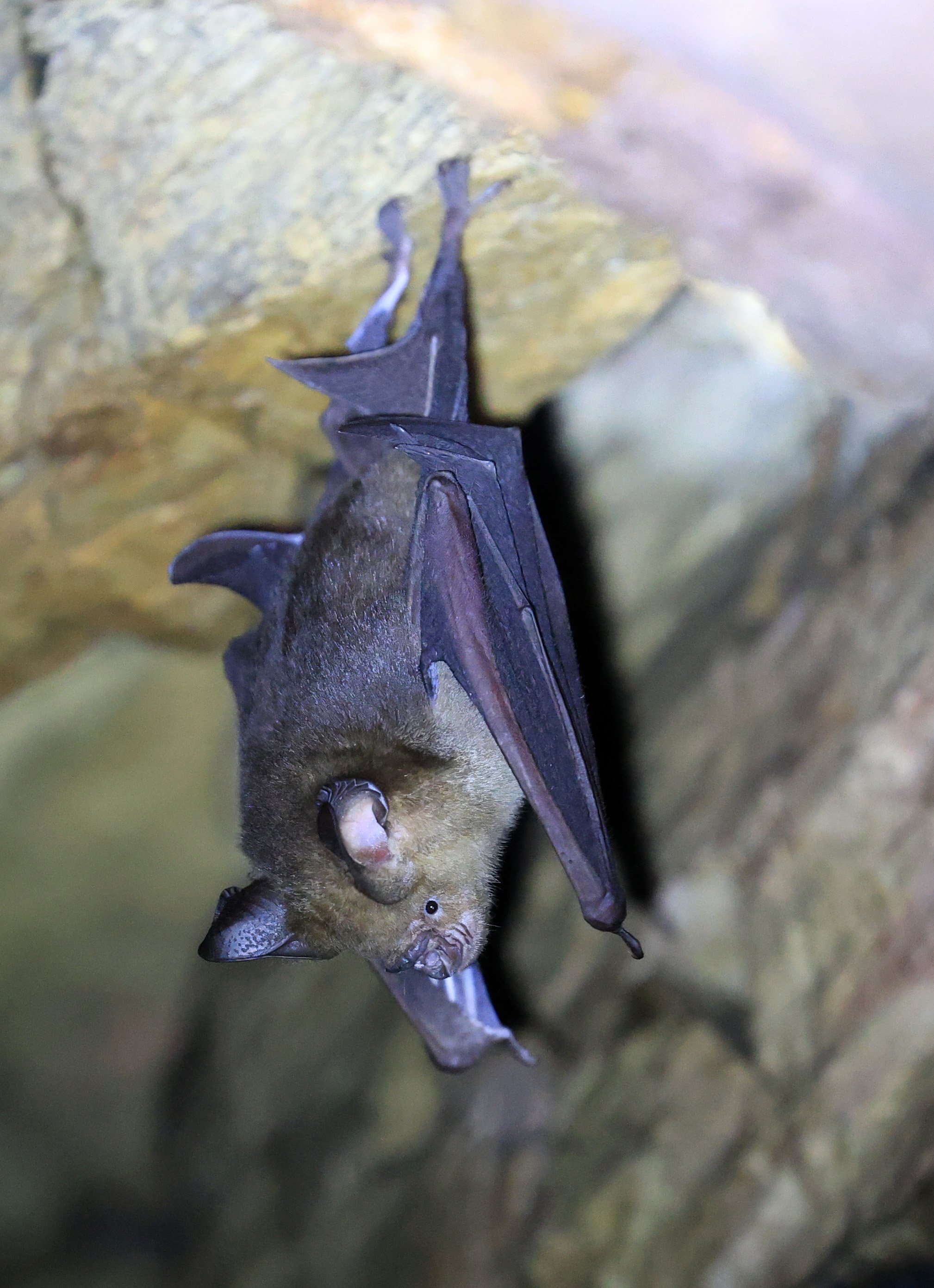 Horsfield’s Leaf-nosed Bat (Hipposideros larvatus) Wat Sa Nam Sai Temple Pak Chong Thailand (34).jpg