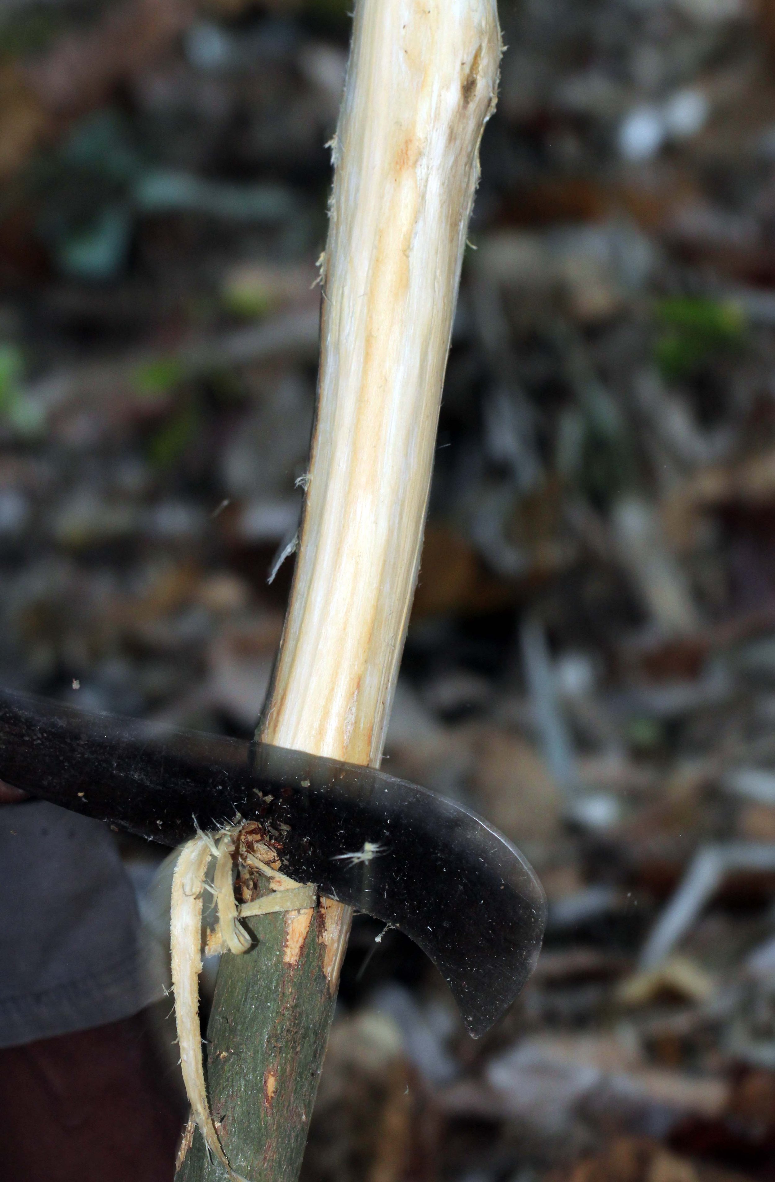 2014 ISB Trip to Patthalung Maniq Village (Sakai People) (4).JPG