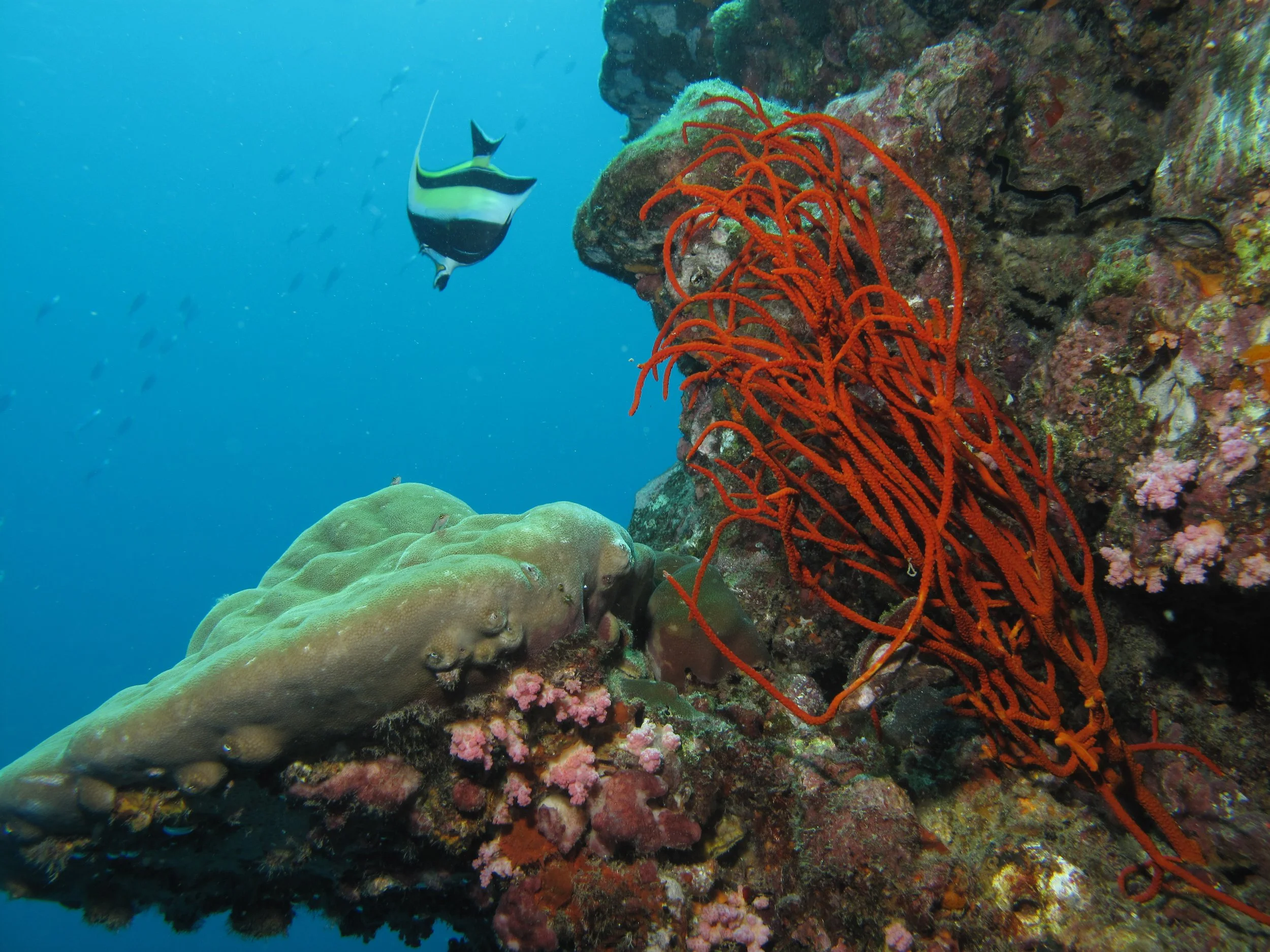 2013 Koh Lanta Dive Trip Koh Ha (71).jpg