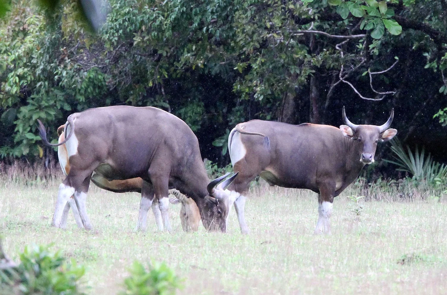 BANTENG - JAVA BANTENG - Bos javanicus javanicus - UJUNG KULON NATIONAL PARK JAVA BARAT INDONESIA (21).JPG