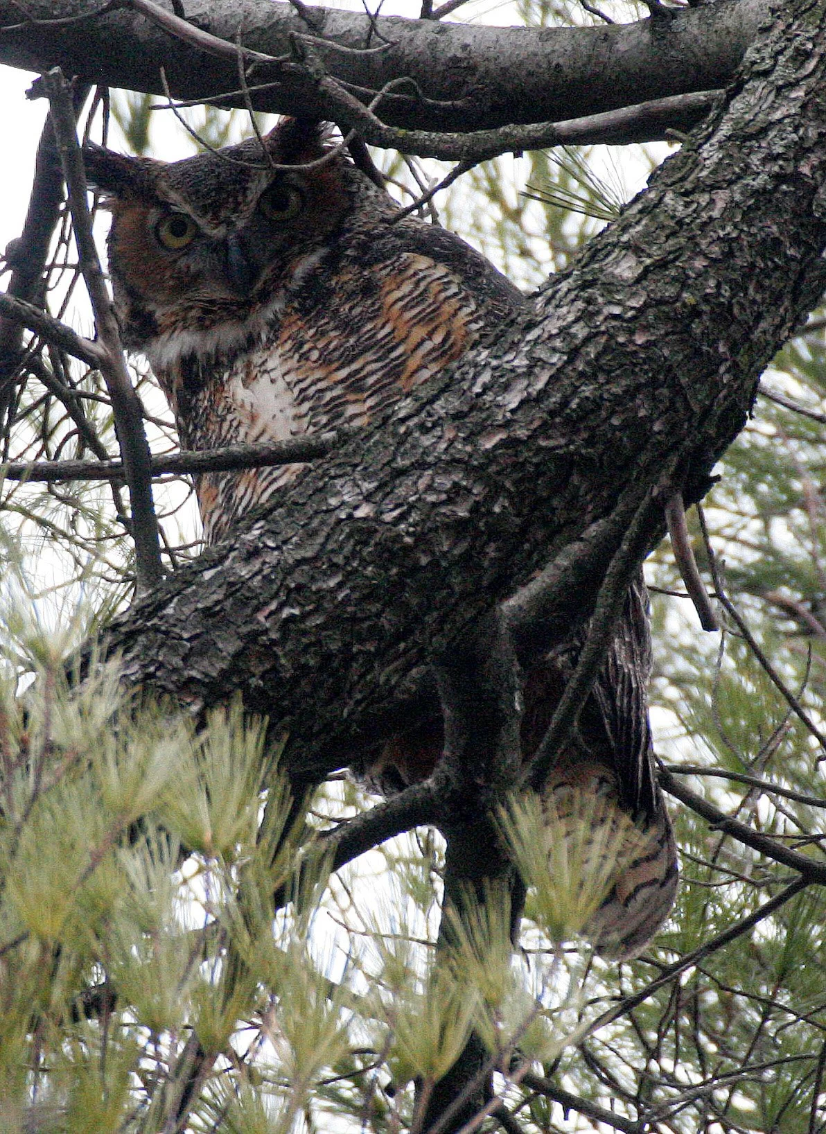 Bubo virginianus - GREAT-HORNED OWL - GENEVA COURTHOUSE ILLINOIS (36).JPG