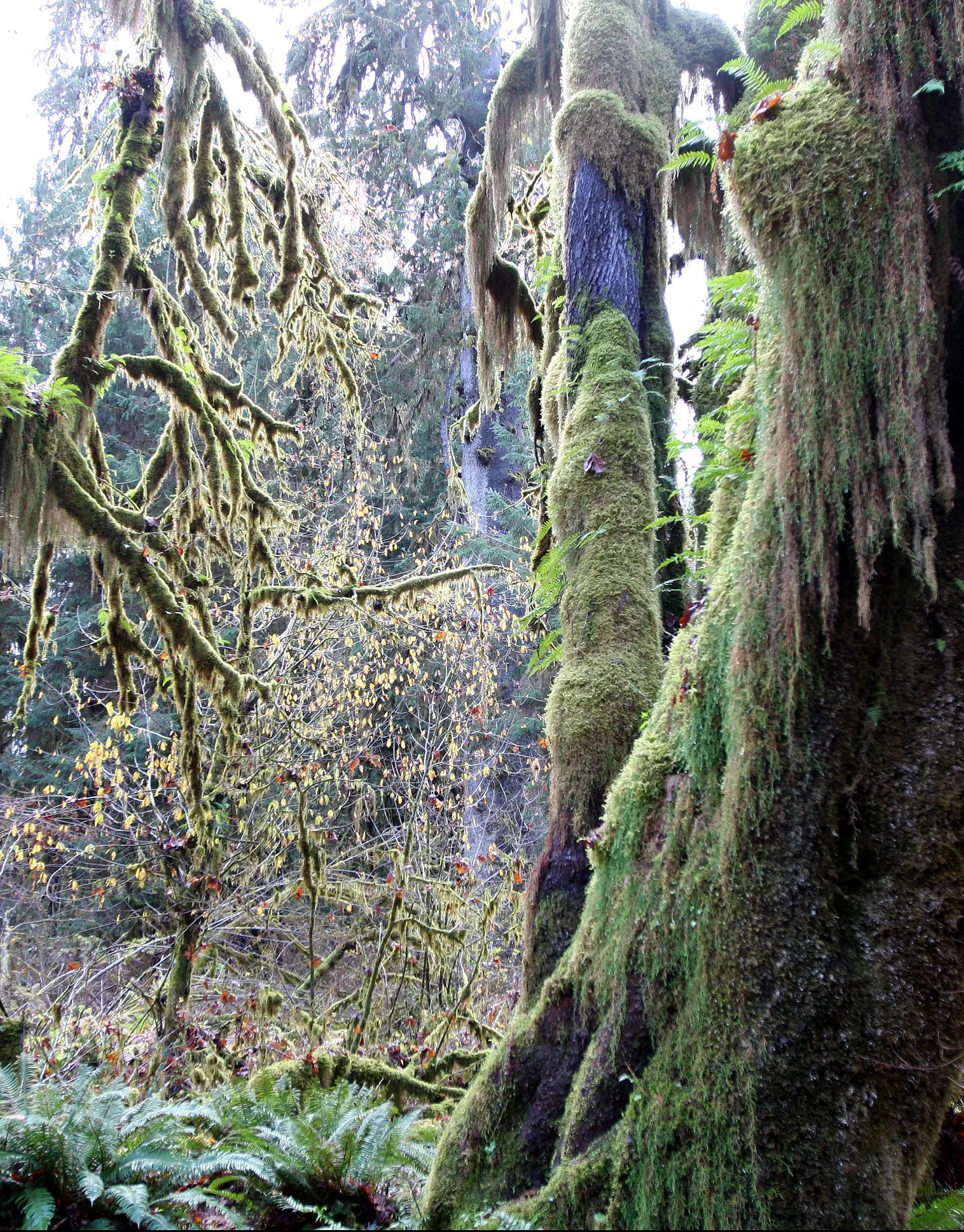 HOH RAINFOREST WA (42).JPG
