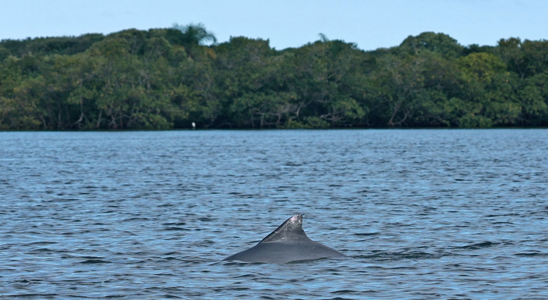 Guiana Dolphin (Sotalia guianensis) Superagüi National Park, Brazil (27).jpg
