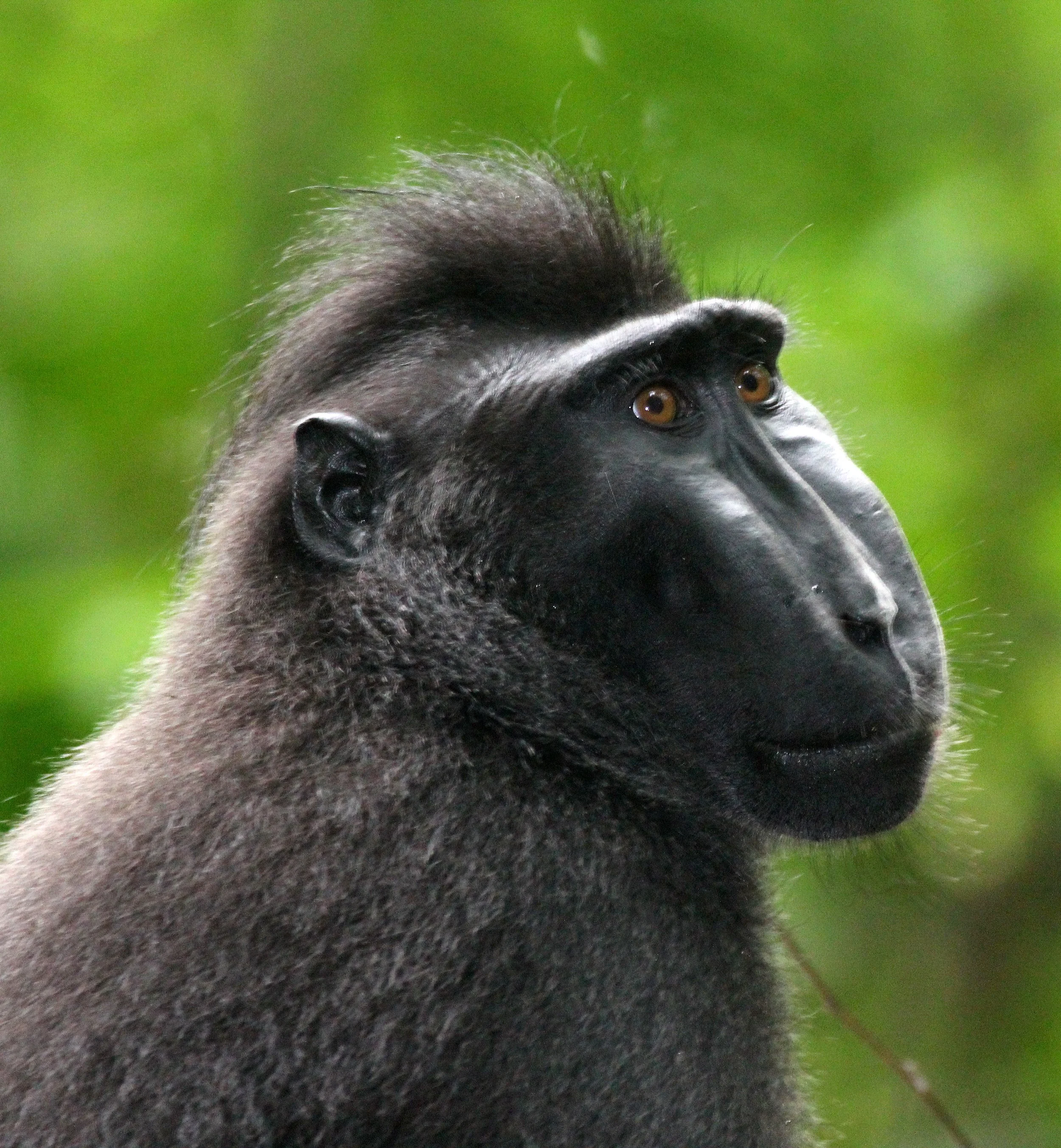 CERCOPITHECIDAE - Macaca nigra - SULAWESI BLACK-CRESTED MACAQUE - RAMBO 2 GROUP - TANGKOKO NATIONAL PARK SULAWESI INDONESIA (198).JPG