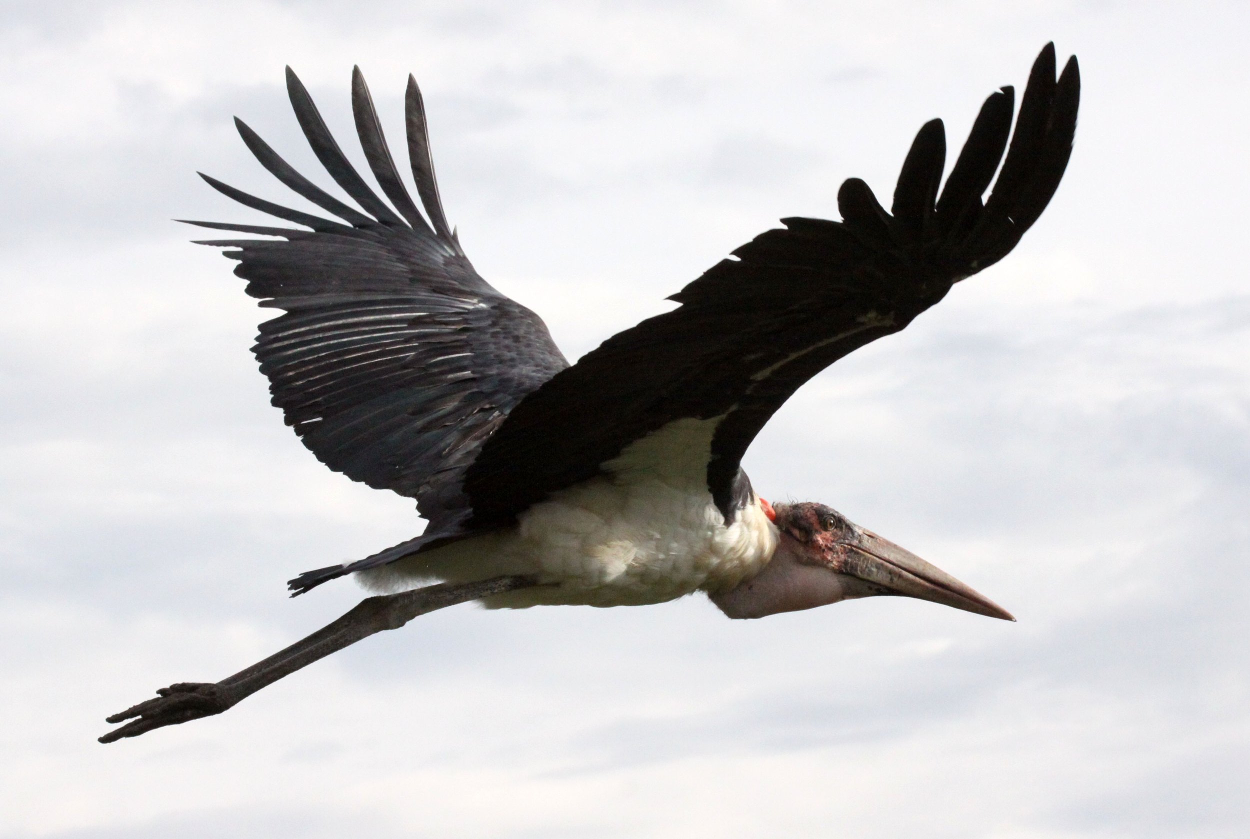 STORK - MARABOU STORK - Leptoptilos crumenifer - LAKE AWASSA ETHIOPIA (5).JPG