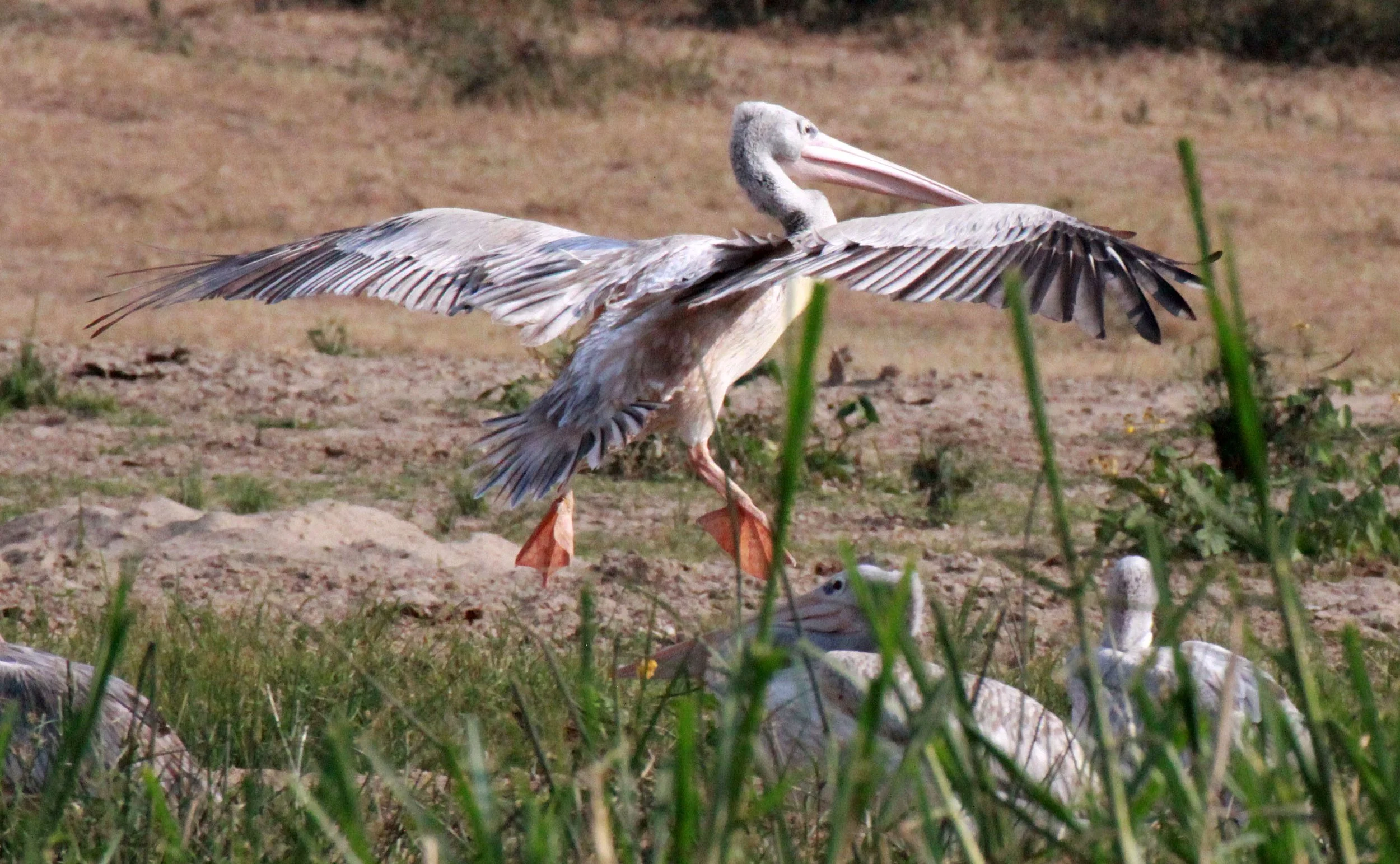 Pelecanus rufescens - PINK-BACKED PELICAN - QUEEN ELIZABETH NATIONAL PARK UGANDA (8).JPG