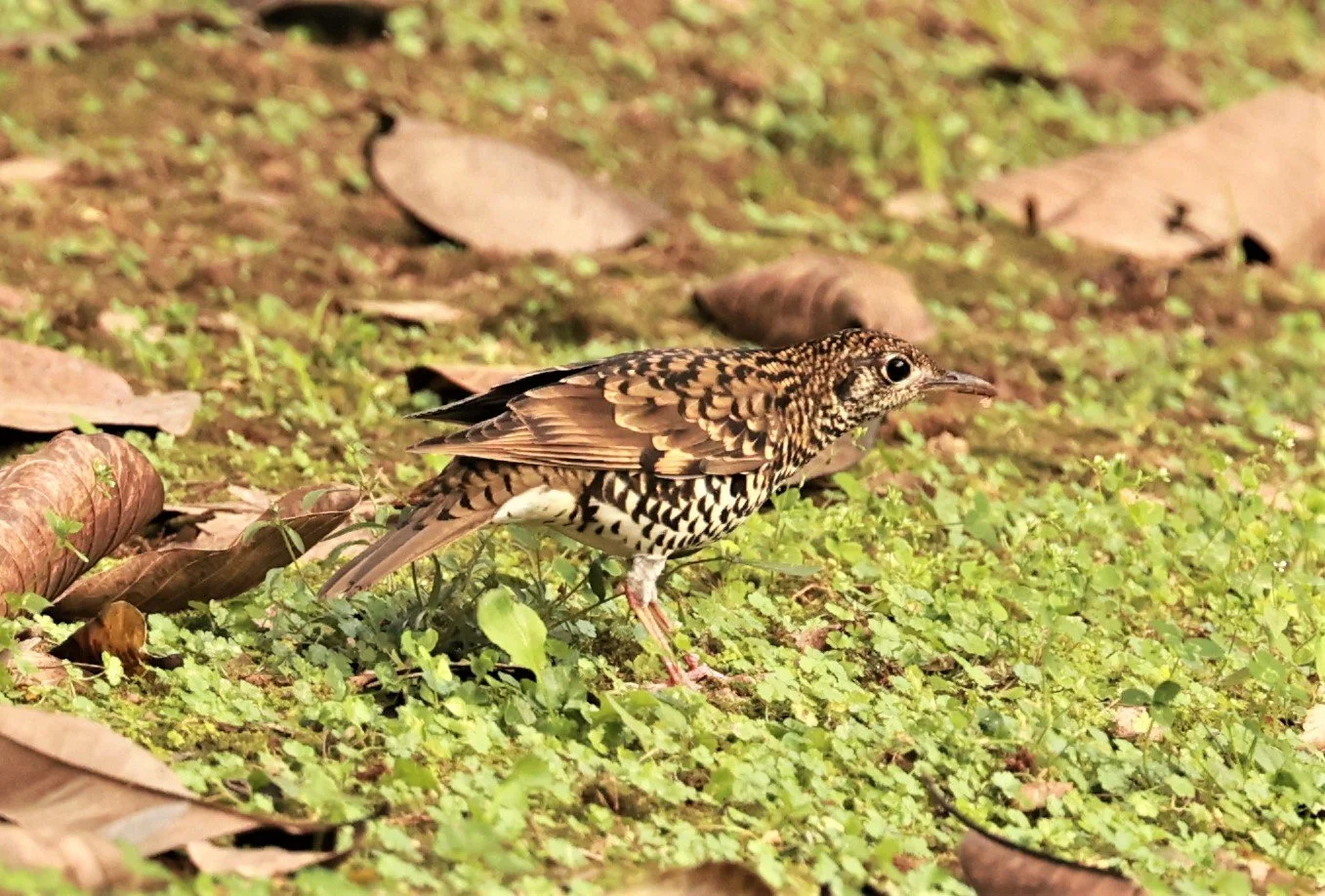 Scaly Thrush (Zoothera dauma) Doi Ang Kang Chiang Mai (27).jpg