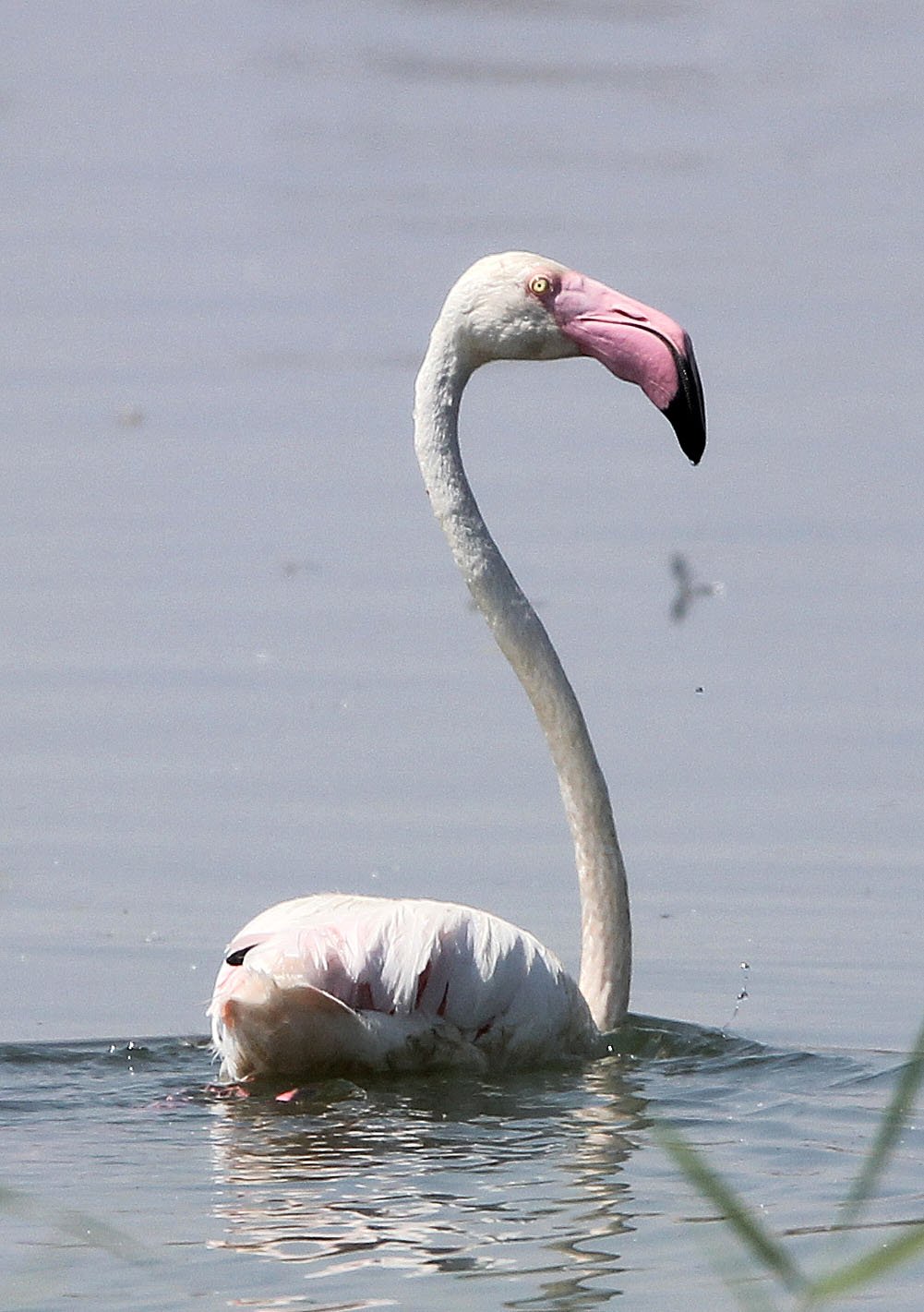 Phoenicopterus roseus - Greater Flamingo - Laguna Dulce Spain (8).JPG