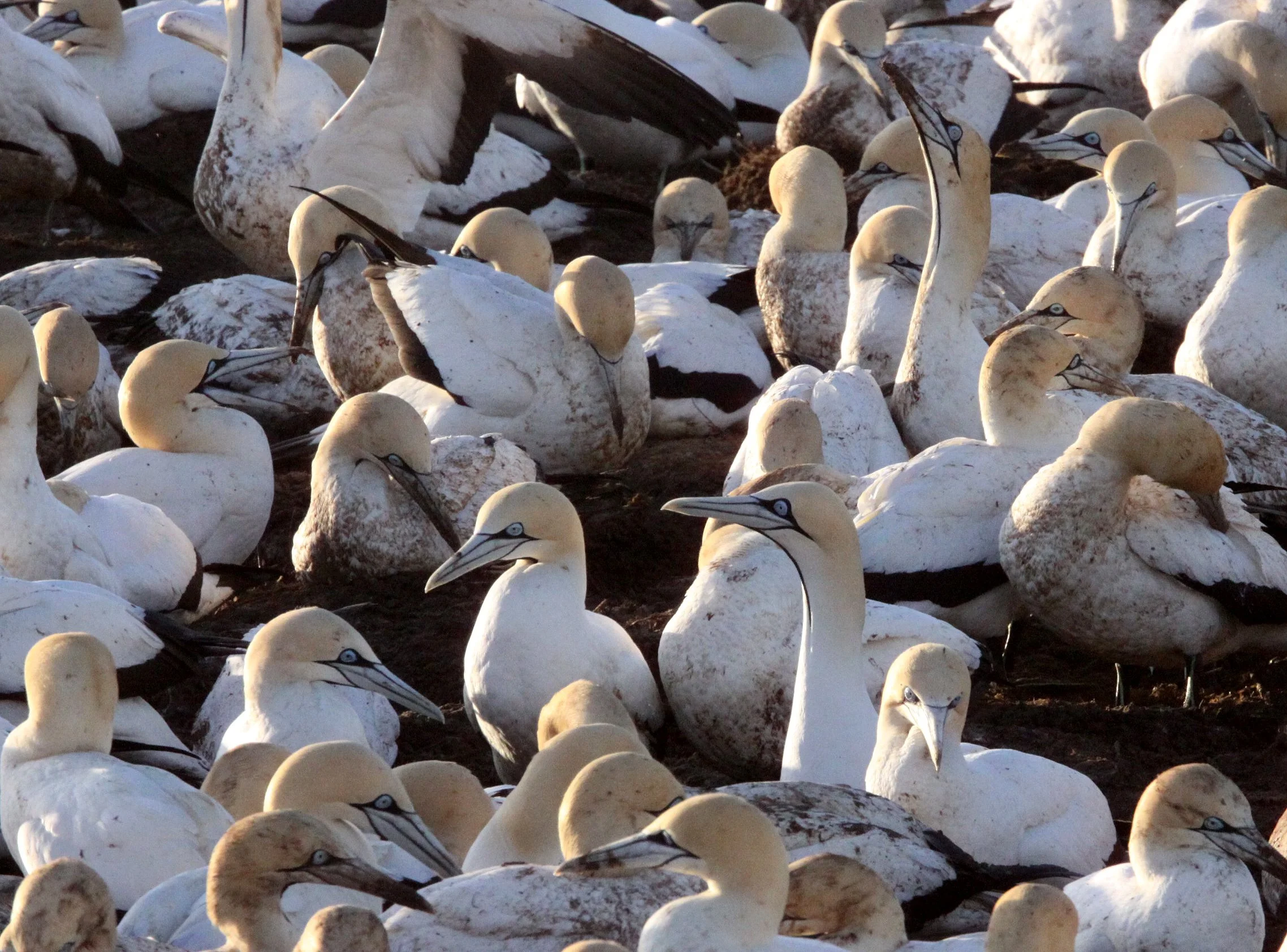 Cape gannet (Morus capensis) Lambert's Bay South Africa (72).JPG