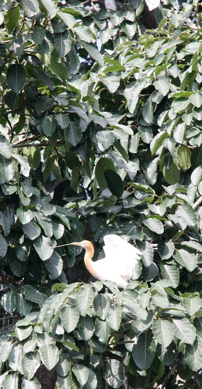 BIRD - EGRET - CATTLE EGRET - LINDEN CENTER - XIZHOU VILLAGE YUNNAN CHINA (6).JPG