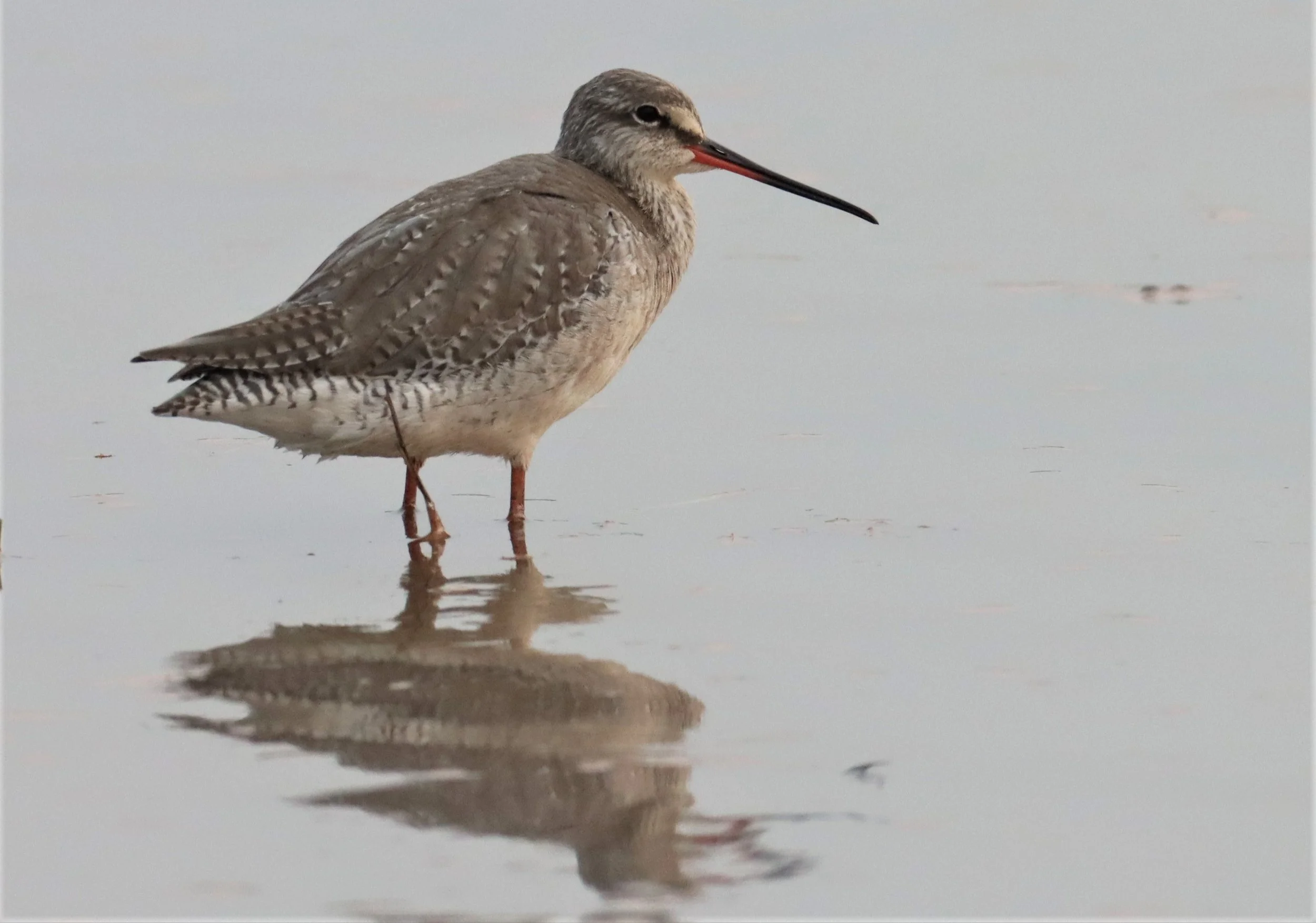 REDSHANK - SPOTTED REDSHANK - Tringa erythropus - PATHUM THANI RICE RESEARCH CENTER MARCH 13 (8).jpg