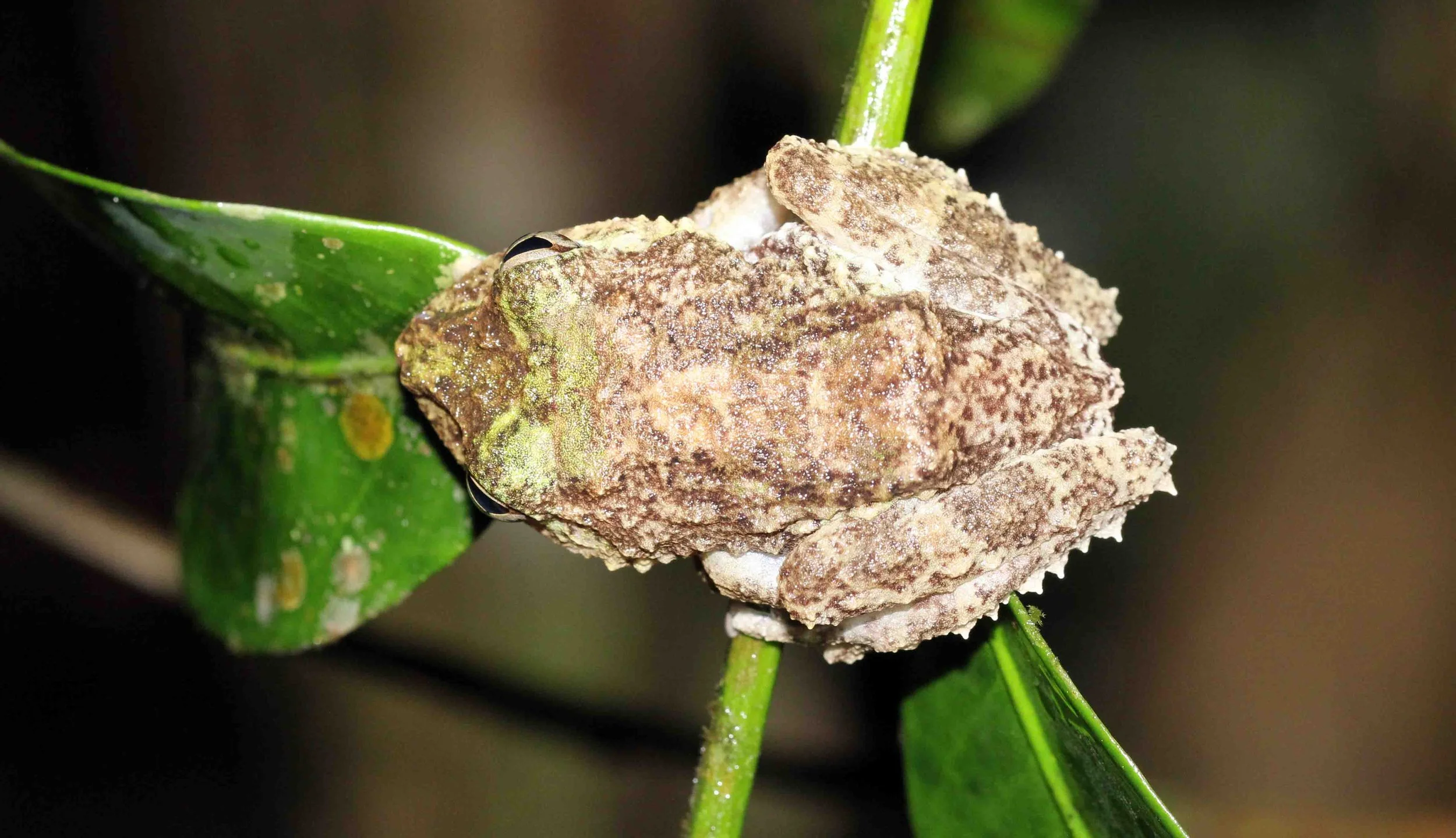 AMPHIBIAN - FROG SPECIES - KITULGALA FOREST PRESERVE, SRI LANKA - PHOTO BY SOM SMITH (31).JPG