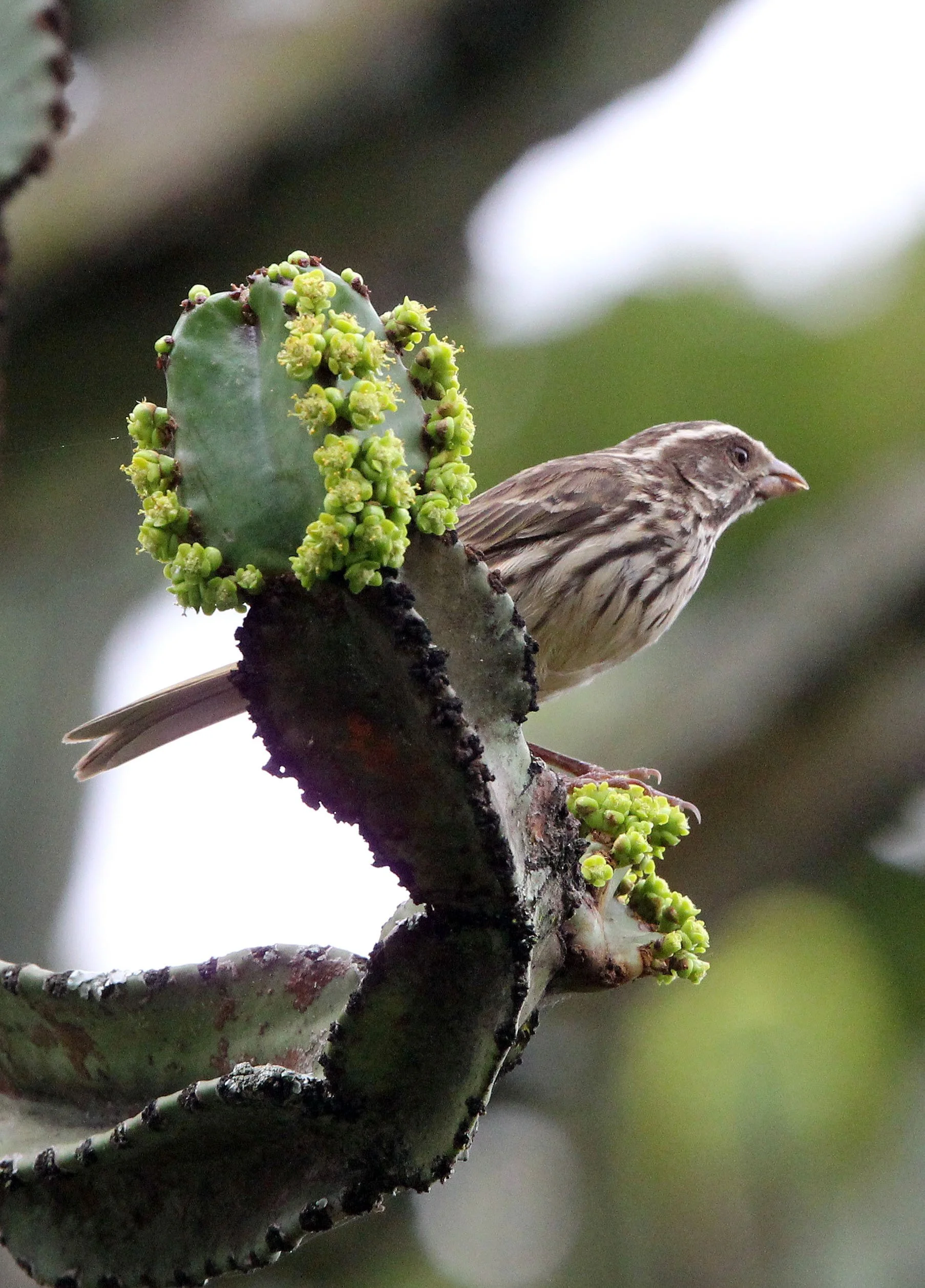 Streaky Seedeater (Crithagra striolata) Ruhengeri Rwanda (5).JPG