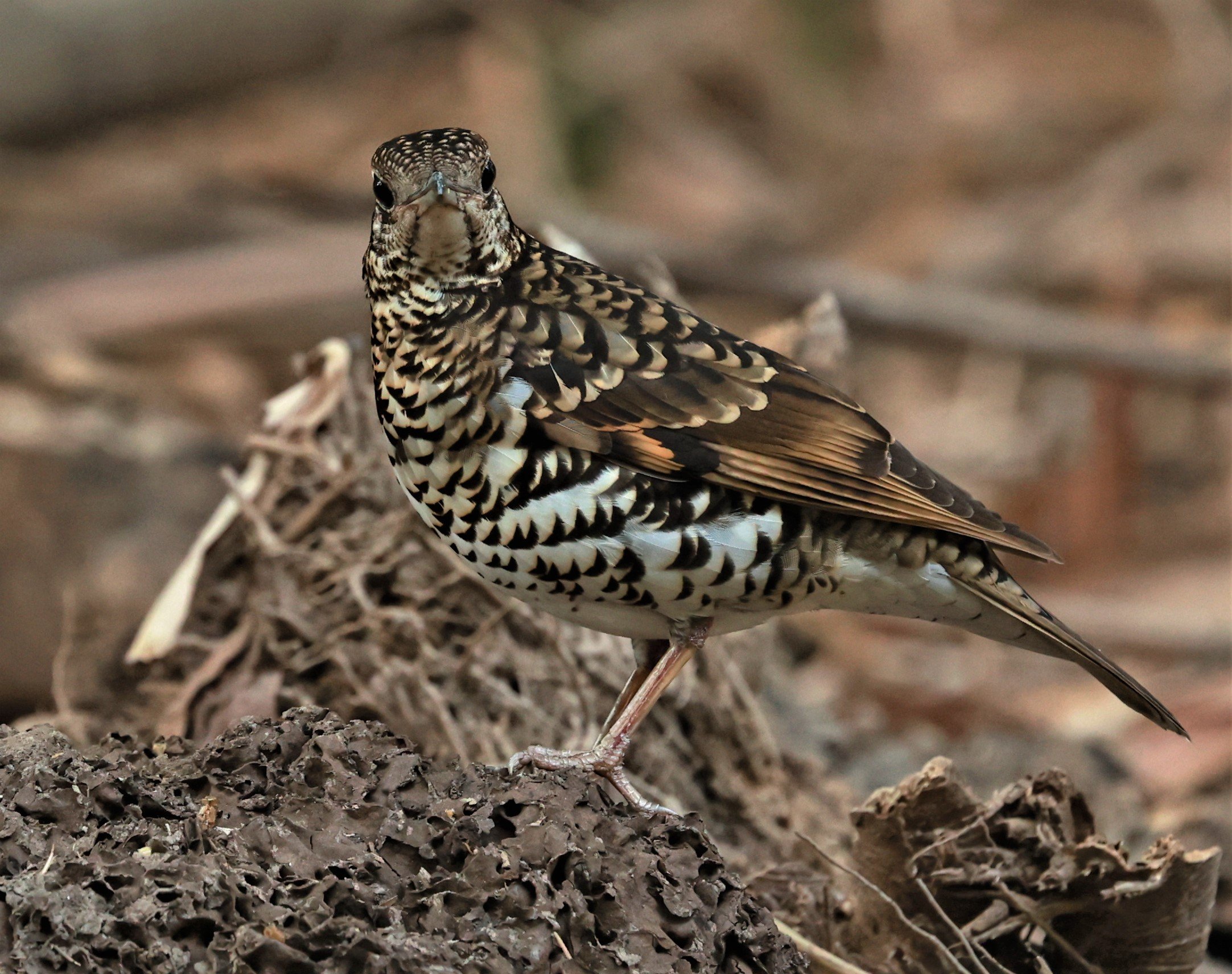 White's Thrush (Zoothera aurea) Putthamonthon Park Nakhon Pathom Thailand (112).jpg