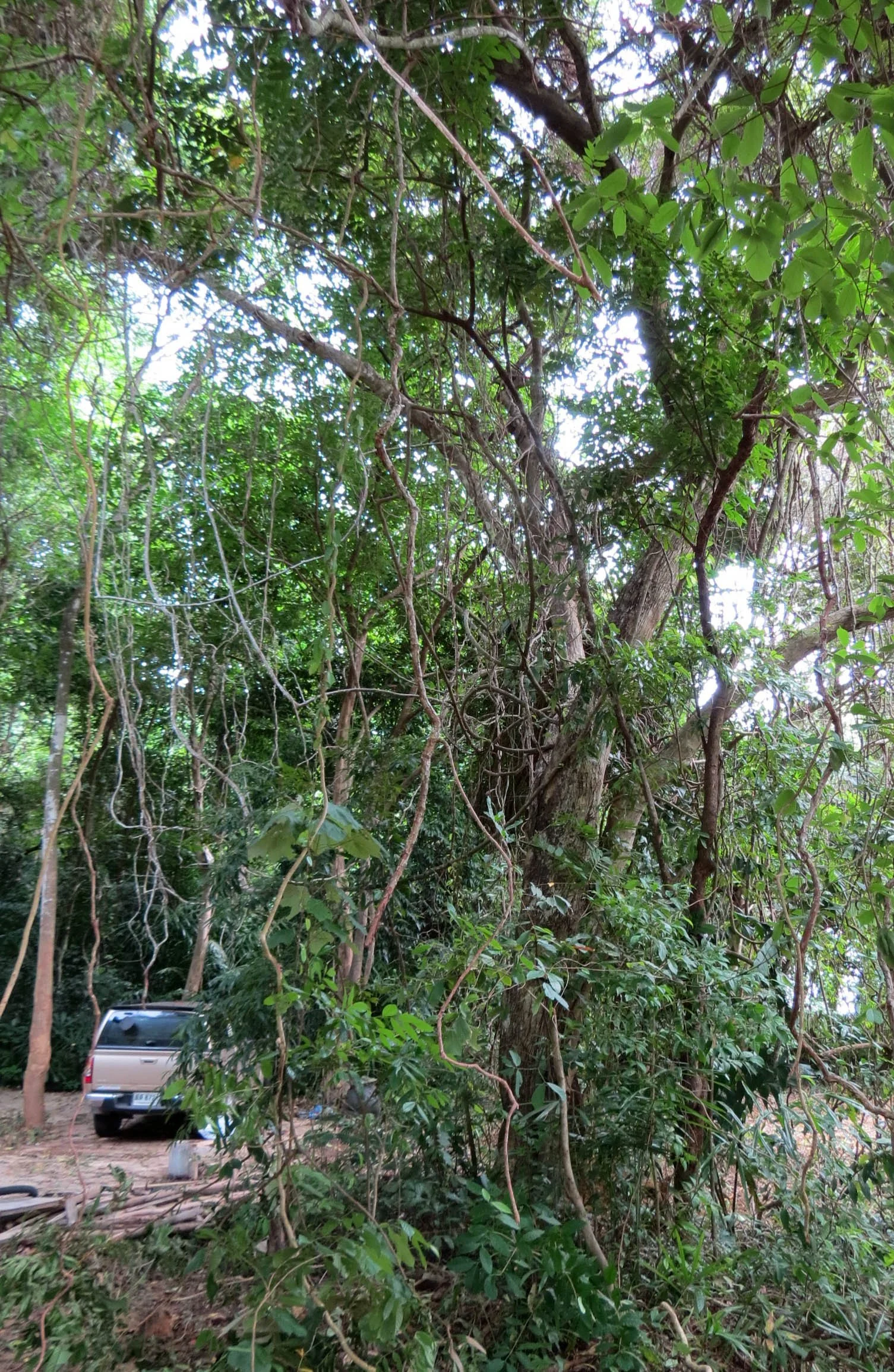 2014 Koh Lanta Build (43).JPG