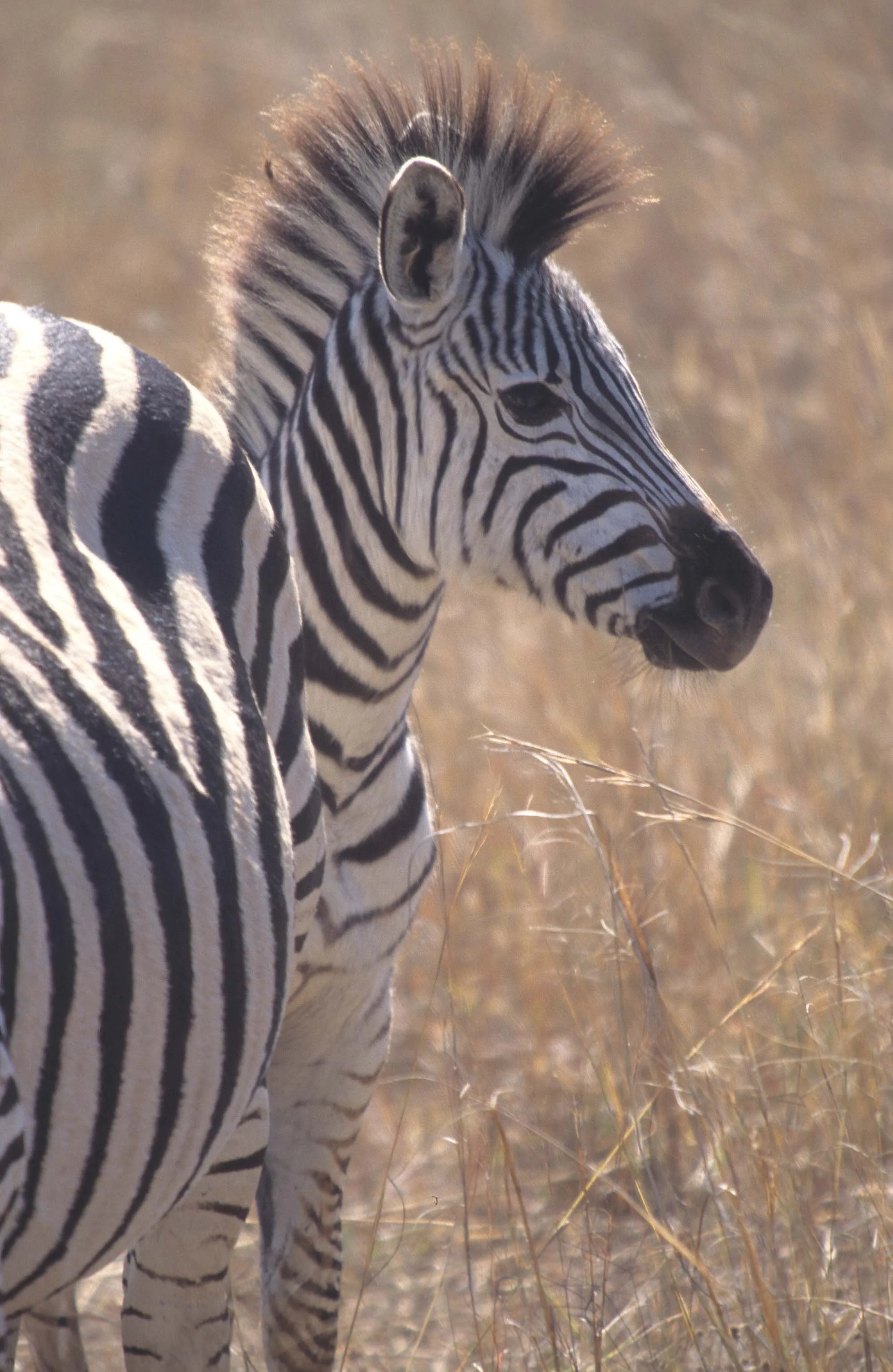 EQUIN - ZEBRA - BURCHELLS - KRUGER (3).jpg