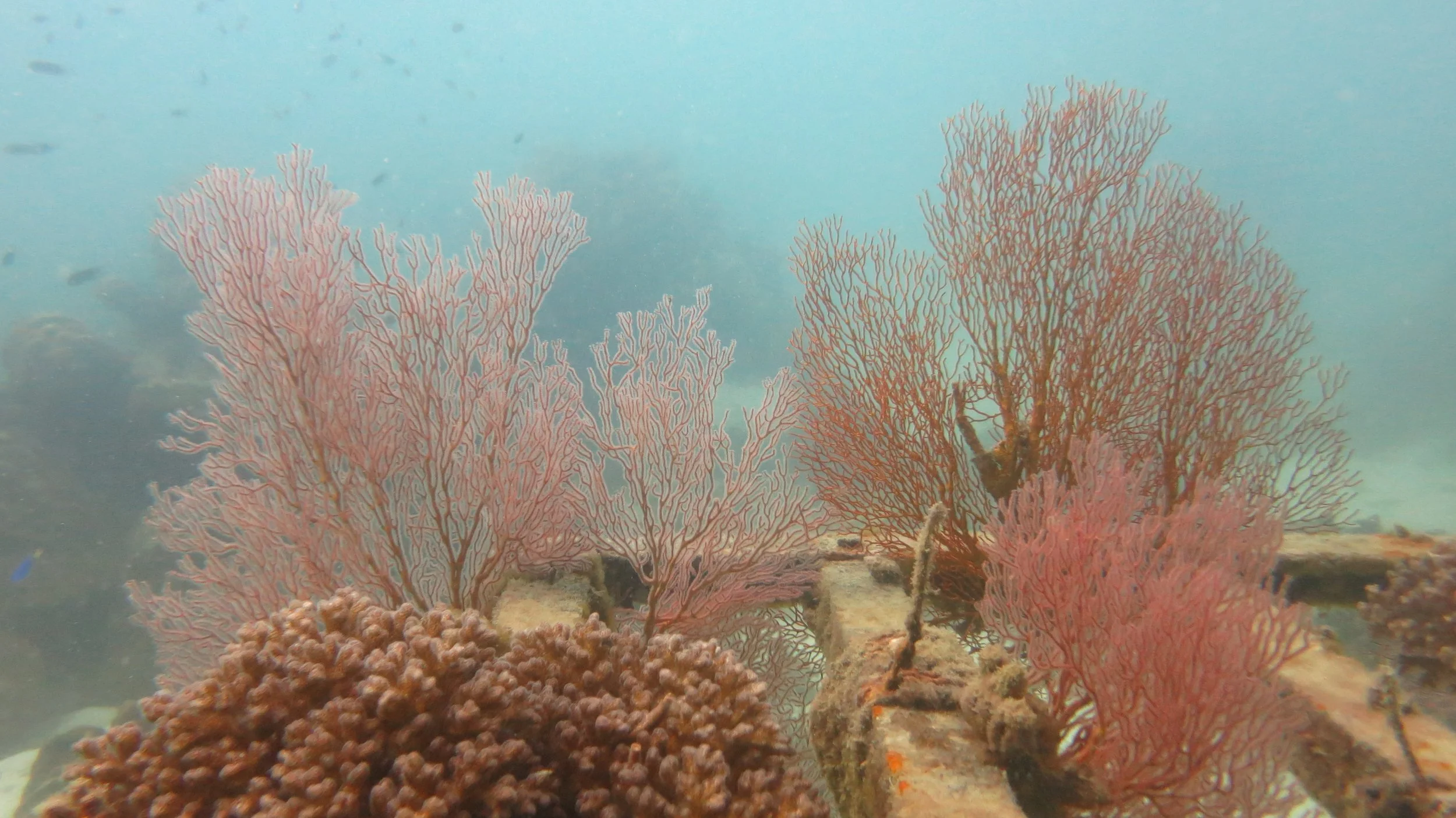 2016 BPS Satthahip Dive Trip with Marine Conservation Club (41).JPG