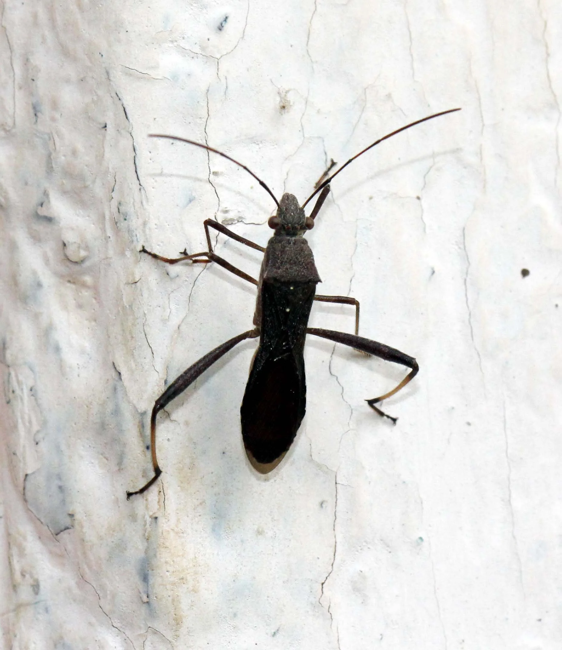 Coreidae species 7 - Valparai Tamil Nadu, India