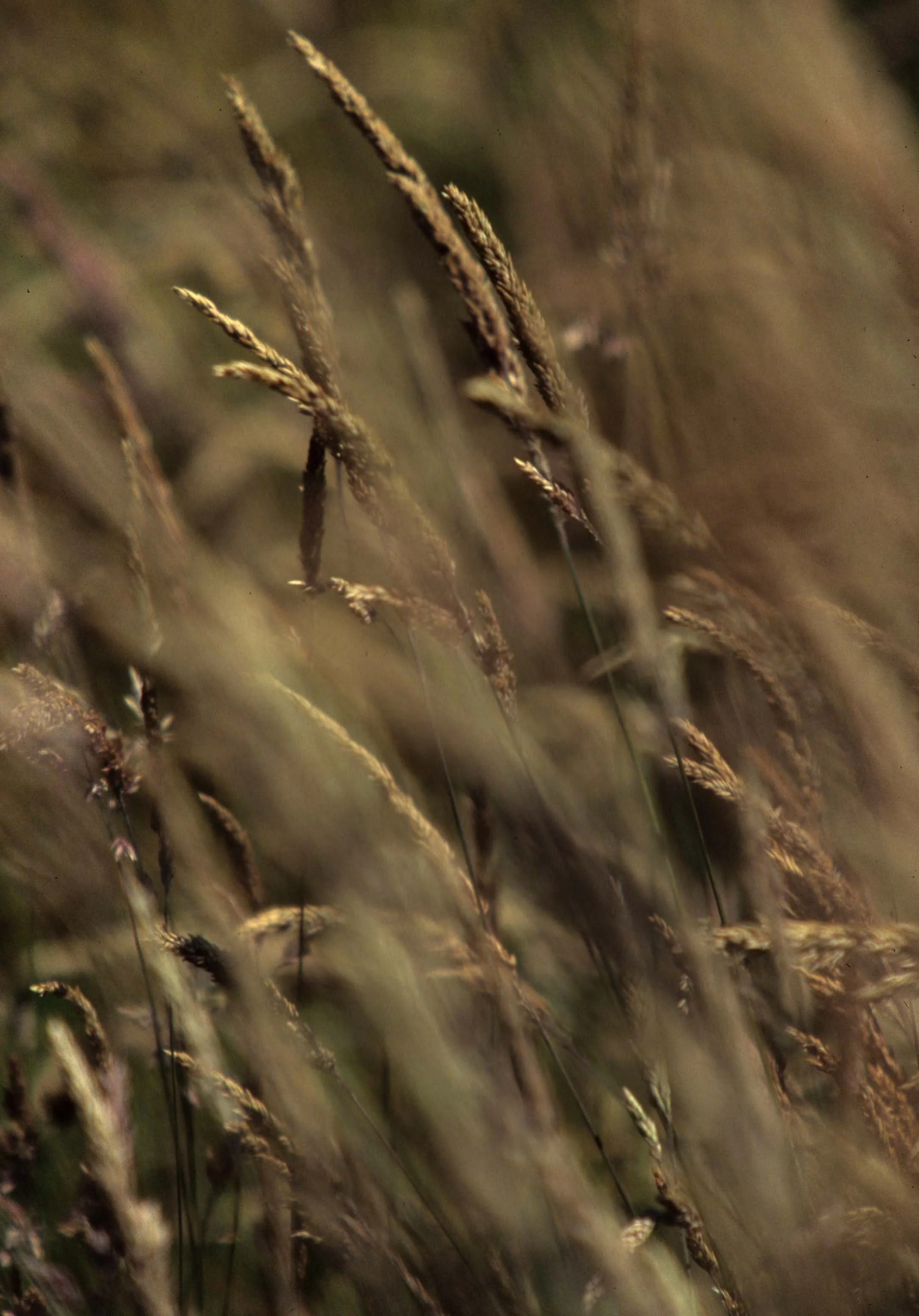 CALIFORNIA - REDWOODS NP - GRASSES.jpg