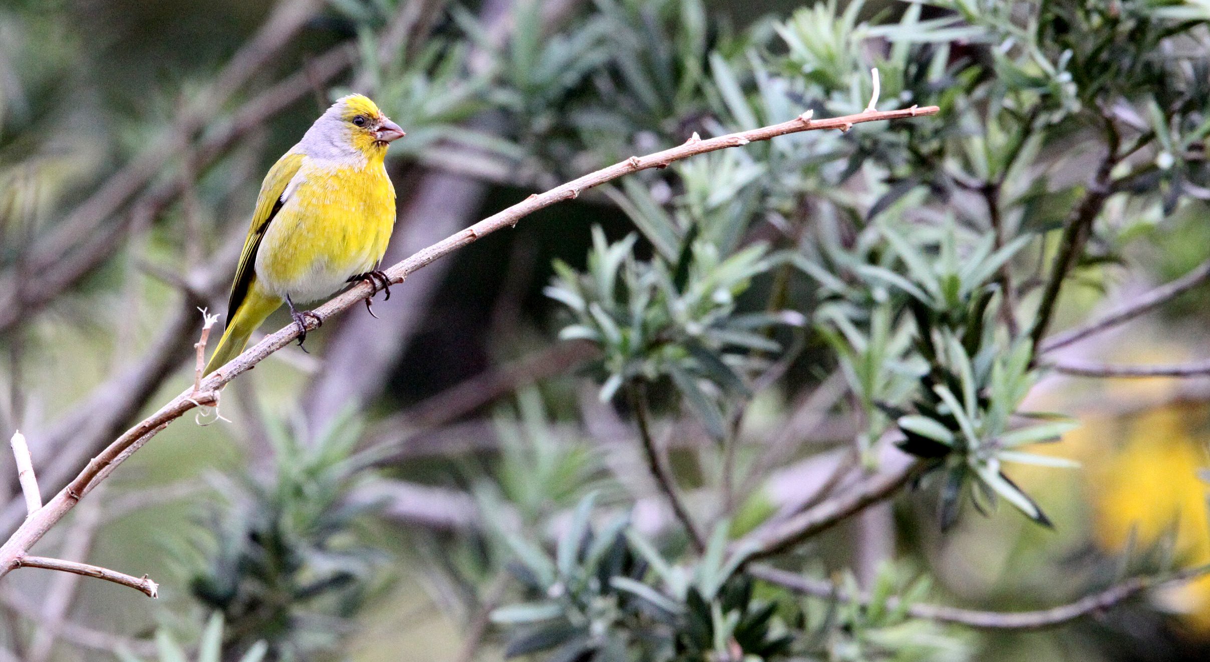 Cape Canary (Serinus canicollis) Cape Town South Africa (6).JPG