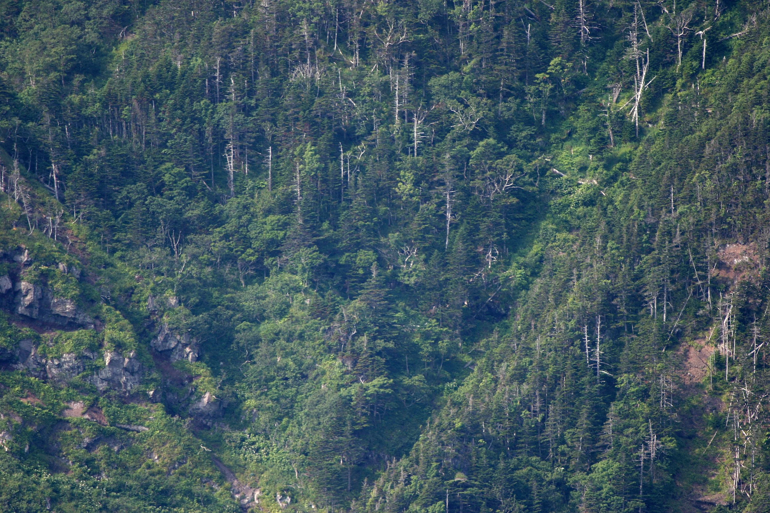 KURIL ISLANDS - FLORA  (3).jpg