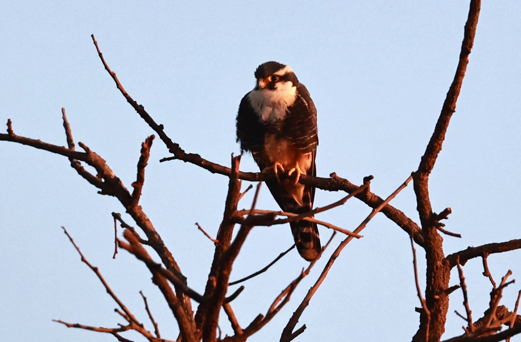 Falcon - Aplomado Falcon - Falco femoralis - Emas National Park, Goias State, Brazil (12).jpg