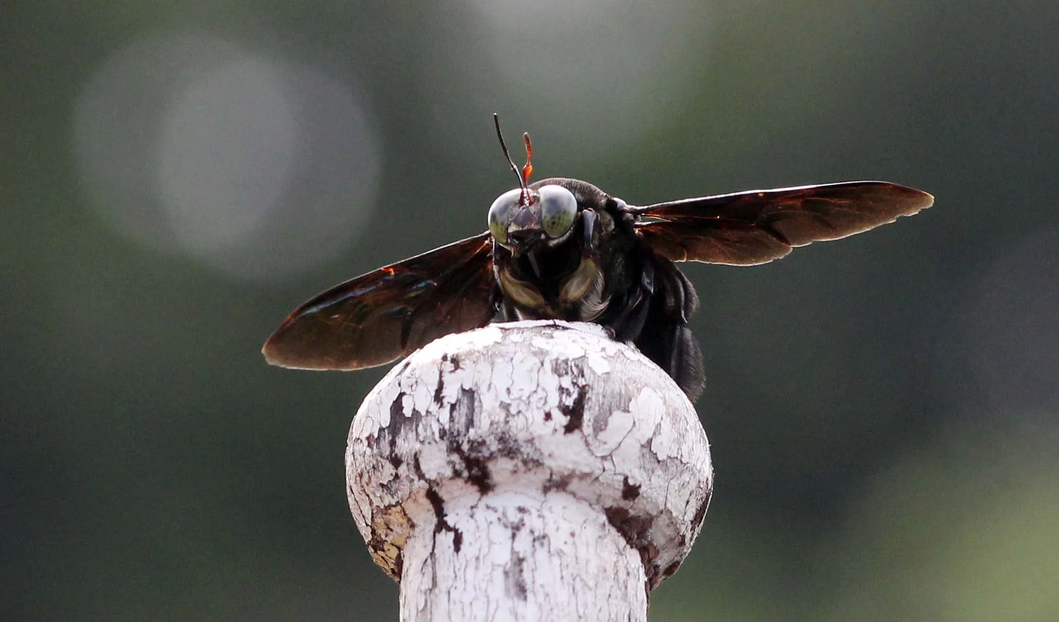 Apidae - CARPENTER BEE - KHAO SOK NATIONAL PARK (18).JPG