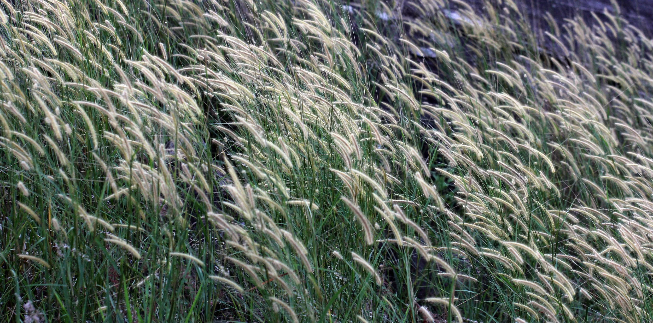 SIRIGIYA FOREST AND FORTRESS AREA SRI LANKA - PHOTO BY SOM SMITH (17).JPG