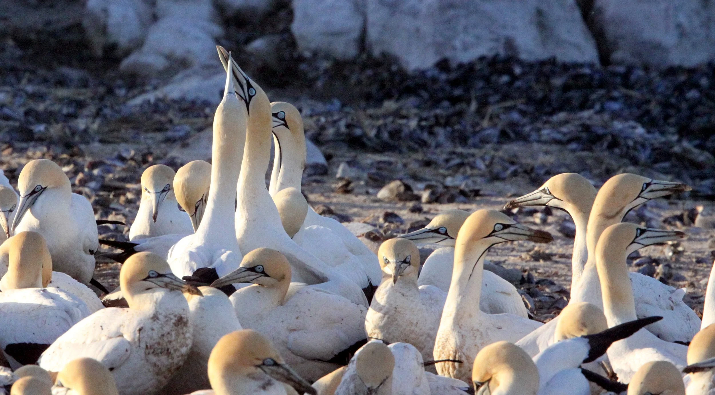 Cape gannet (Morus capensis) Lambert's Bay South Africa (78).JPG